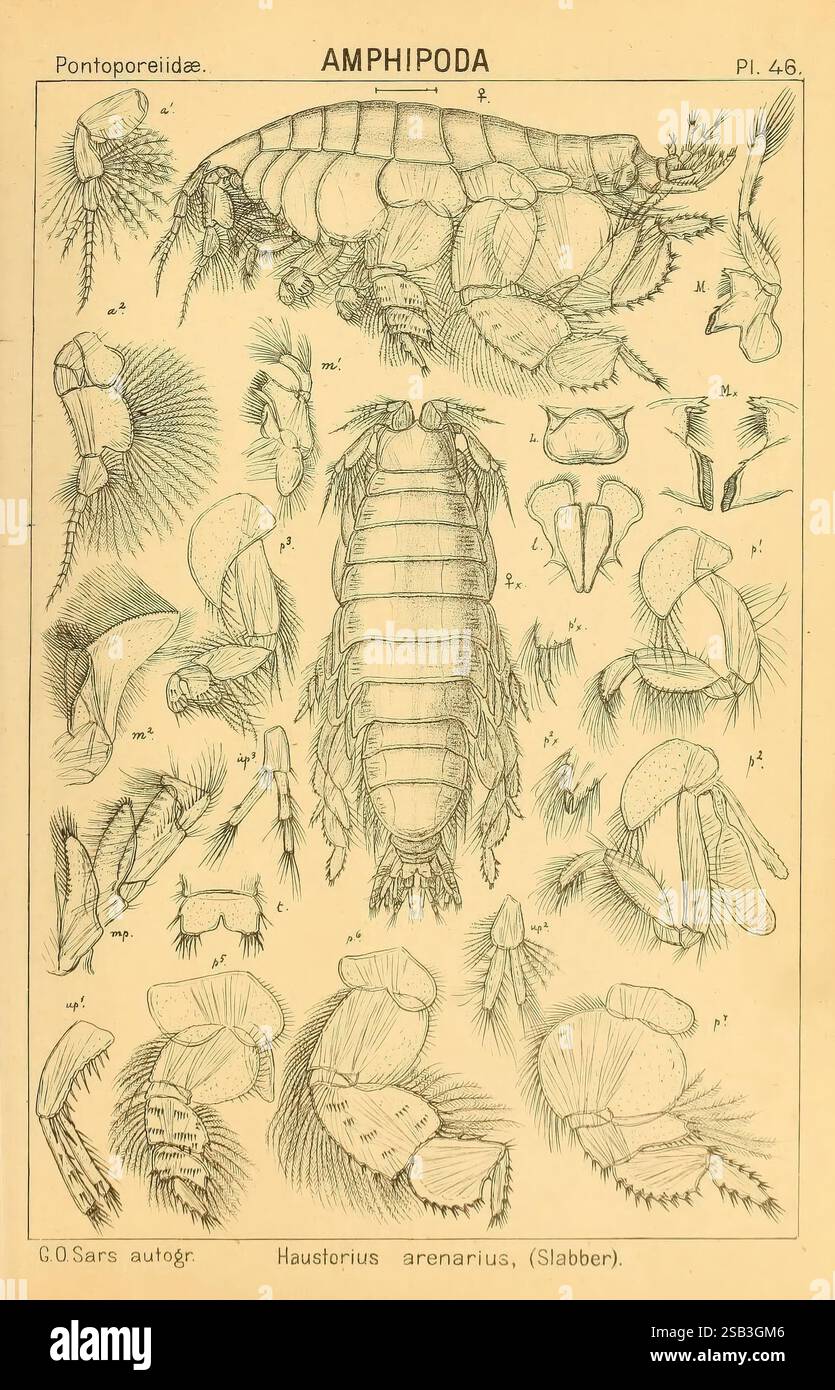 Un récit des crustacés de Norvège, Christiania, A. Cammermeyer, 1895 ...