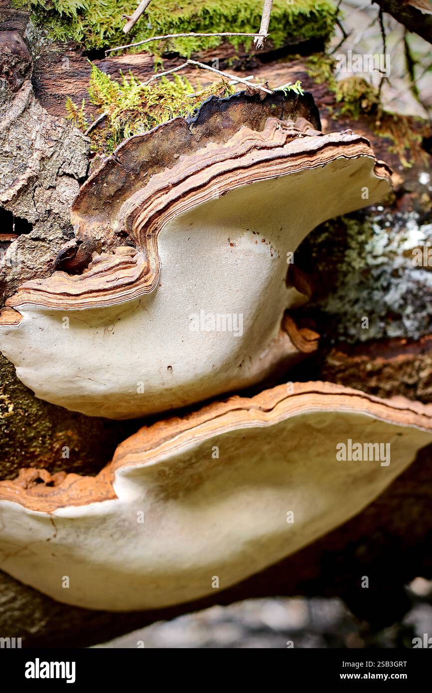 Deux grandes fructifications de Ganoderma australe poussent sur un tronc d'arbre, mettant en évidence le rôle du champignon dans la décomposition du bois et les écosystèmes forestiers Banque D'Images