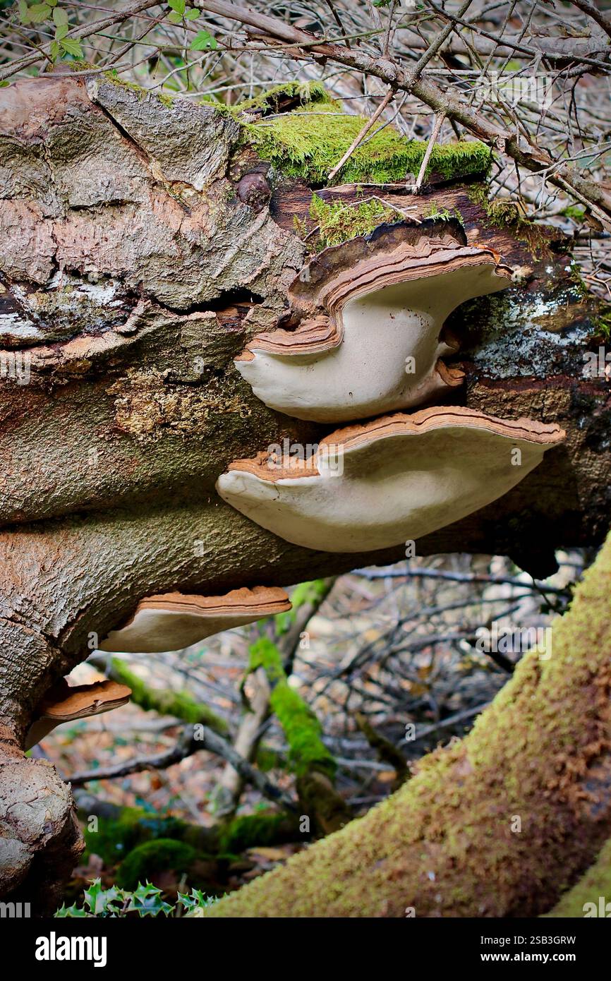 Deux grandes fructifications de Ganoderma australe poussent sur un tronc d'arbre, mettant en évidence le rôle du champignon dans la décomposition du bois et les écosystèmes forestiers Banque D'Images