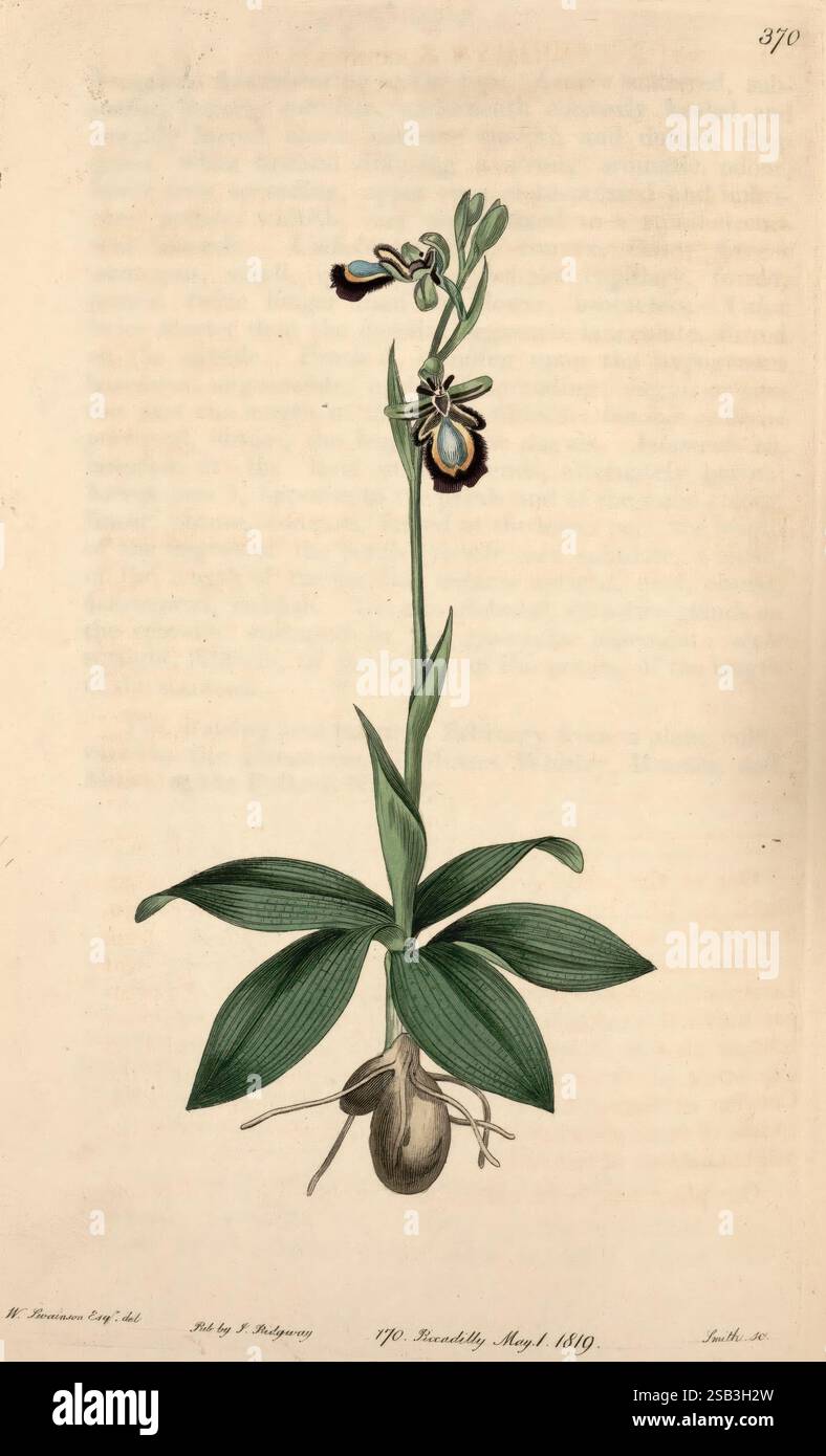The Botanical Register London imprimé pour James Ridgway 1815-1828 1815 19e siècle Botany Copper gravures Angleterre médias graphiques Grande-Bretagne coloriés à la main Icônes périodiques Pictorial Works Plant introduction plants ornemental, l'illustration présente une orchidée délicate avec des pétales complexes qui mettent en valeur un mélange de couleurs riches, principalement pourpre profond et des notes de jaune près du centre. La plante a des feuilles vertes allongées qui émergent d'une base bulbeuse, contribuant à sa stature élégante. L'orchidée est haute avec une courbe gracieuse, attirant l'attention sur sa structure florale frappante Banque D'Images