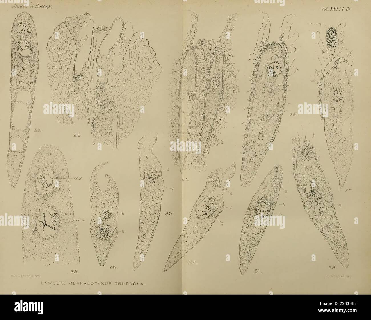 Annales de botanique, Londres, botanique, périodiques, plantes, cette illustration présente une collection de dessins botaniques détaillés montrant diverses structures de la drupacea de Lawson-Cephalotaxus. Chaque figure étiquetée met en évidence des caractéristiques morphologiques distinctes, y compris la forme des feuilles, les structures reproductrices et les arrangements cellulaires. Les lignes complexes et l'ombrage reflètent la complexité de l'anatomie de la plante, fournissant des informations précieuses sur sa taxonomie et sa biologie. La représentation méticuleuse souligne les caractéristiques qui contribuent à l’identification et à l’étude de cette espèce. Banque D'Images
