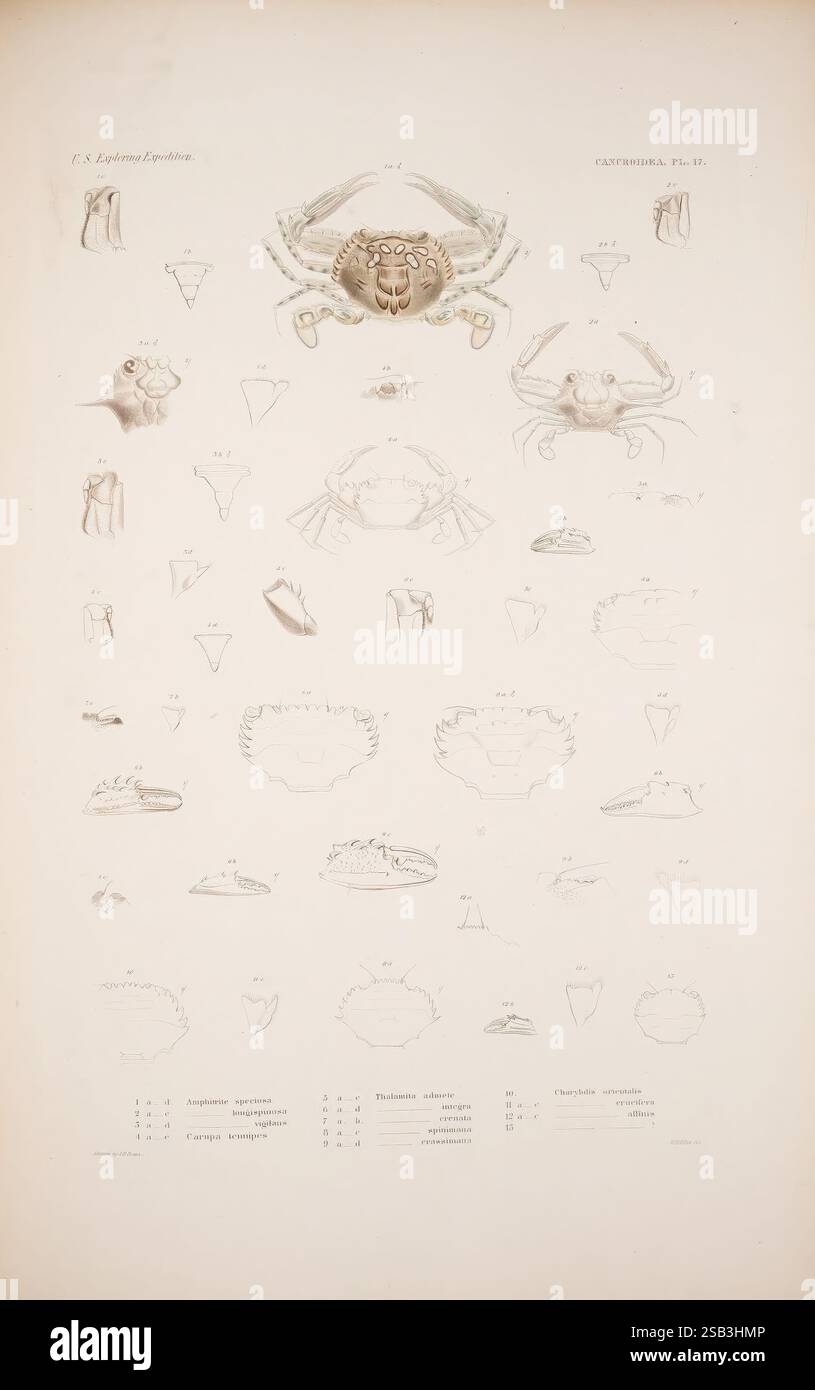 Gravure Ancienne Colorée De Crustacés : Lupée Pélagienne & Crabe Vert - Originale De 1861, Sur Papier