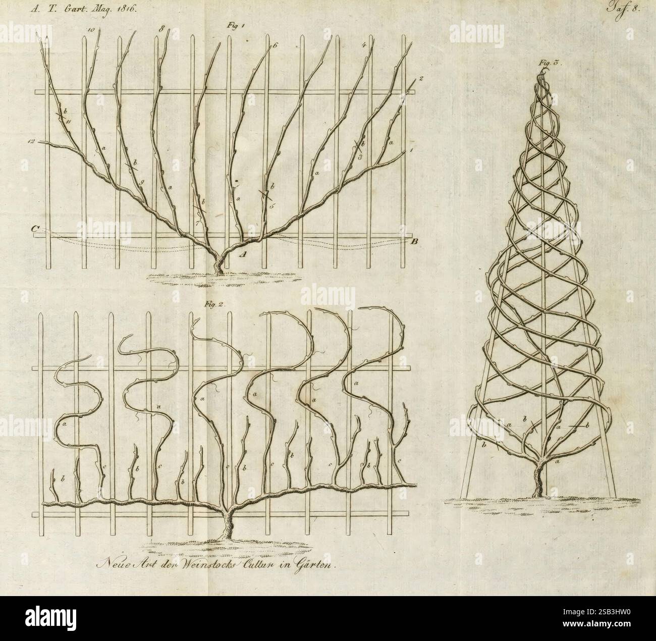 Fortsetzung des Allgemeinen teutschen Garten-Magazins, Weimar, Im Verlage des Landes-industrie-comptoirs, 1815-1824, jardinage, Allemagne, horticulture, périodiques, l'illustration présente une série de dessins complexes axés sur la formation et la mise en forme des vignes végétales, en particulier dans le contexte d'un jardin. La section supérieure affiche un arrangement de treillis avec des branches systématiquement entraînées à pousser le long de lignes horizontales et verticales, mettant l'accent sur une approche structurée du jardinage. La partie centrale présente une série de vignes ondulées qui illustrent une méthode différente de guidage de la croissance des plantes, Banque D'Images
