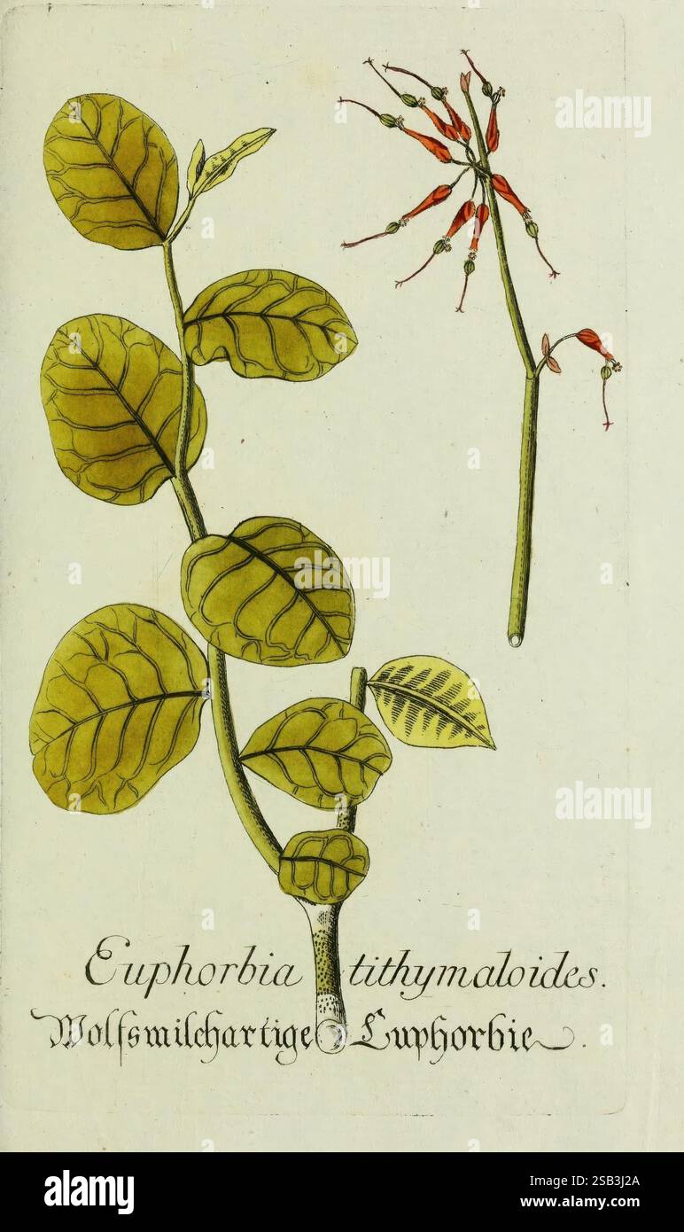 Plantarum indigenarum et exoticarum icones ad vivum coloratae, oder, Sammlung nach der Natur gemalter Abbildungen inn- und ausländischer Pflanzen, für Liebhaber und Beflissene der Botanik, plantes, rapide, botanique, œuvres picturales, Euphorbia tithymaloides, Une illustration botanique mettant en vedette Euphorbia tithymaloides, communément appelée « lait de loup ». L'œuvre d'art présente une représentation détaillée des feuilles de la plante, qui sont disposées alternativement le long d'une tige mince. Les feuilles sont de forme ovale avec des veines visibles, présentant une teinte verte vibrante. À côté des feuilles, une pointe de floraison Banque D'Images