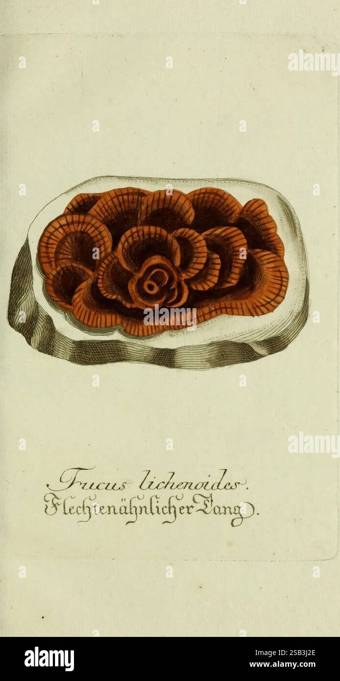 Plantarum indigenarum et exoticarum icones ad vivum coloratae oder Sammlung nach der Natur gemalter Abbildungen inn- und ausländischer Pflanzen für Liebhaber und Beflissene der Botanik plants fast botanique œuvres picturales fucuslichenoides fucuslichenoides, Une illustration détaillée présentant un spécimen naturel, spécifiquement étiqueté « Frueus lichenoides ». L'image représente une représentation stylisée d'une formation rocheuse ornée de motifs complexes et ondulés qui ressemblent à des pétales superposés ou à des formes florales. La palette de couleurs met en valeur des tons chauds de brun et d'orange, créant un contraste saisissant wi Banque D'Images