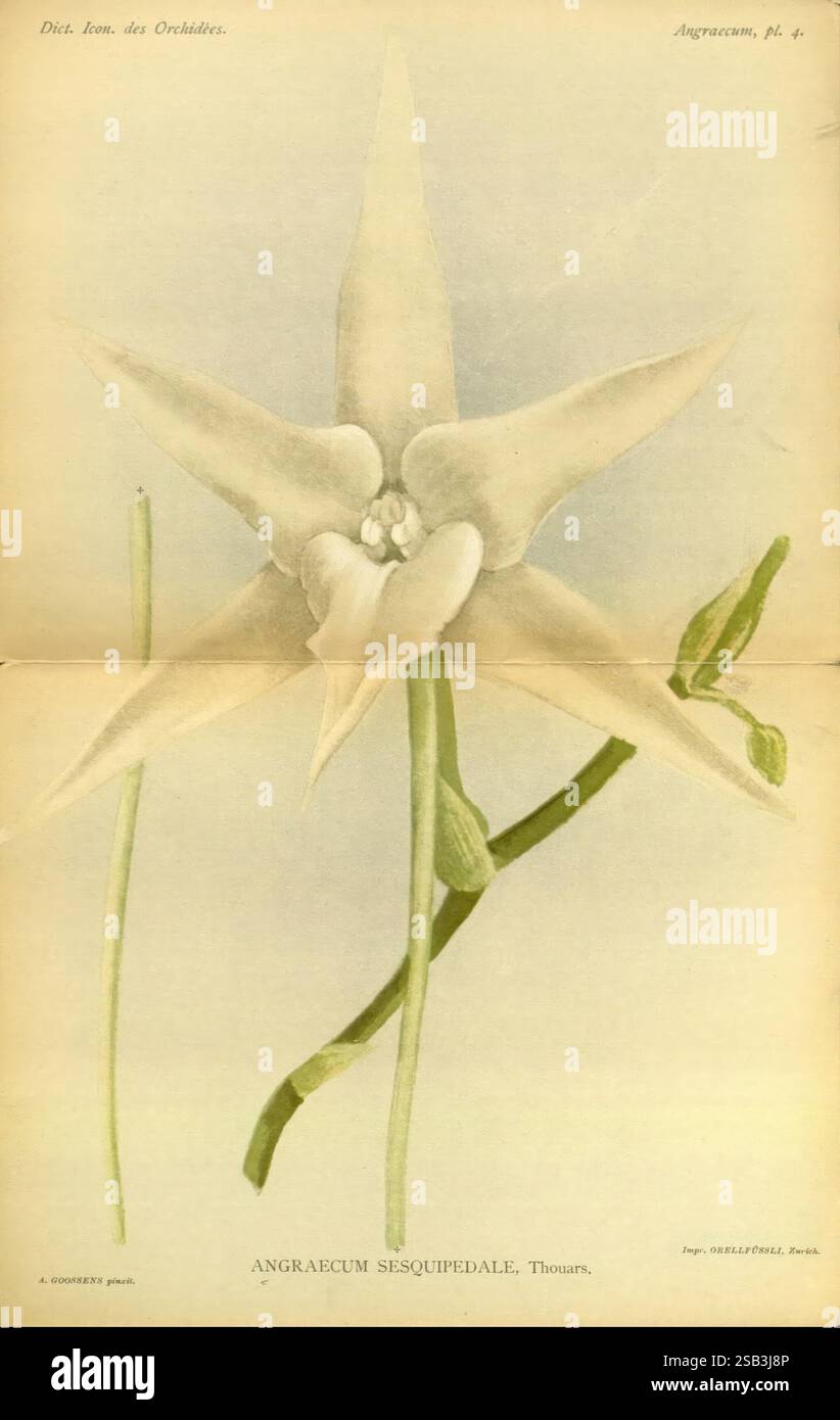 Dictionnaire iconographique des orchidees, 1896-1907, botanique, Orchidaceae, œuvres picturales, cette illustration présente une fleur délicate connue sous le nom d'Angraecum sesquipedale. La fleur est caractérisée par ses pétales allongés en forme d'étoile qui rayonnent vers l'extérieur, mettant en valeur une teinte blanche crémeuse. En évidence, une tige verte mince avec une paire de feuilles allongées qui améliorent l'élégance de la floraison est affichée. Les pétales sont structurés distinctement, fusionnant dans une colonne centrale où une partie reproductrice cachée peut être aperçue, soulignant la conception complexe de la fleur. La présentation générale Banque D'Images