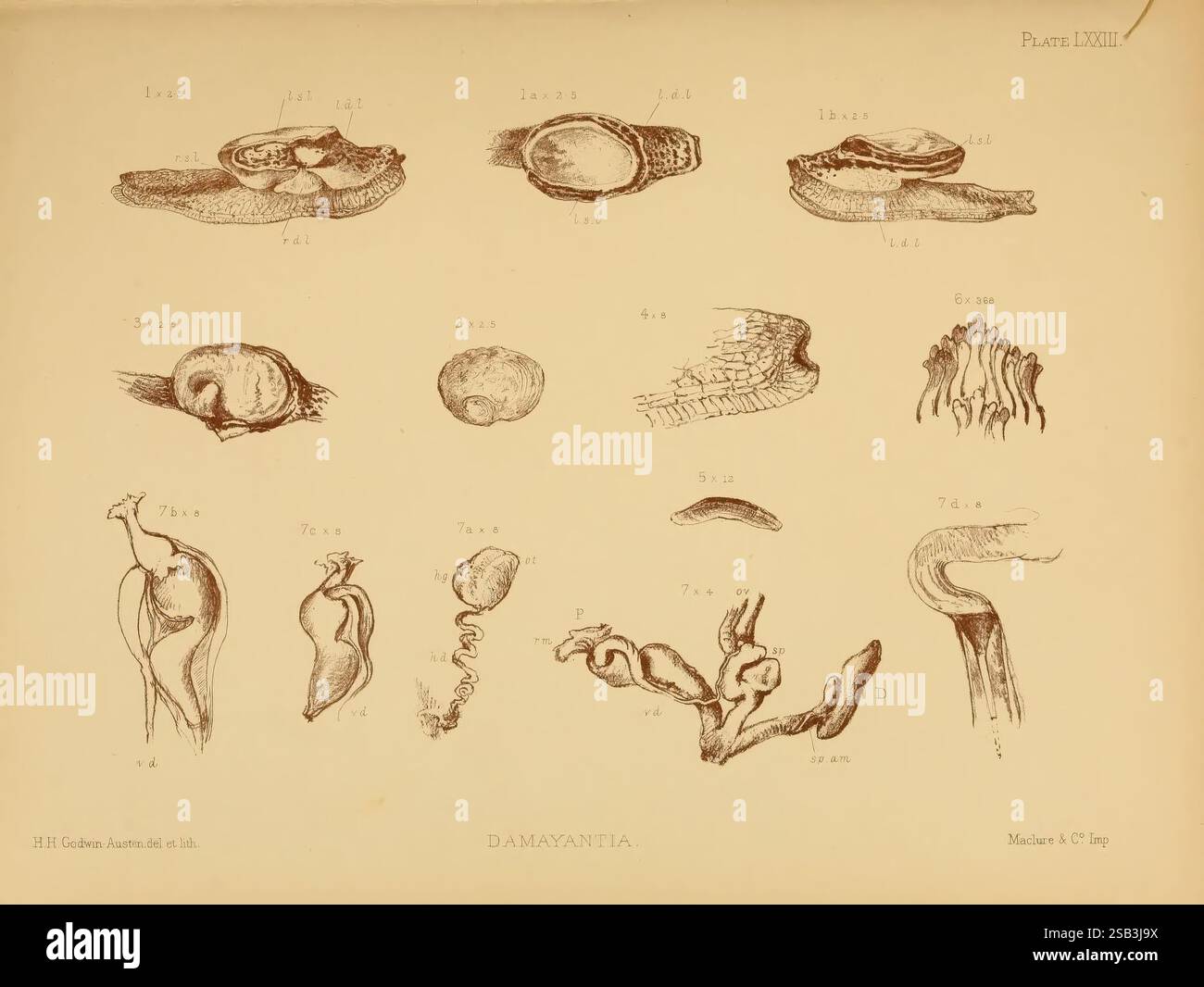 Terre Mollusque d'eau douce Inde Londres Taylor et Francis 1882 Asie Inde mollusques coquilles, l'illustration présente une collection d'études anatomiques ou biologiques détaillées. Il présente diverses formes et textures, y compris une série de structures en forme de coquille, de formes organiques et de figures allongées avec des courbes et des lignes distinctes. Chaque élément est étiqueté avec des numéros pour l'identification, indiquant leur signification dans un contexte scientifique. L'arrangement met en évidence la diversité des spécimens, peut-être liés à la biologie marine ou à la paléontologie, en mettant l'accent sur leurs formes uniques et leur déta complexe Banque D'Images