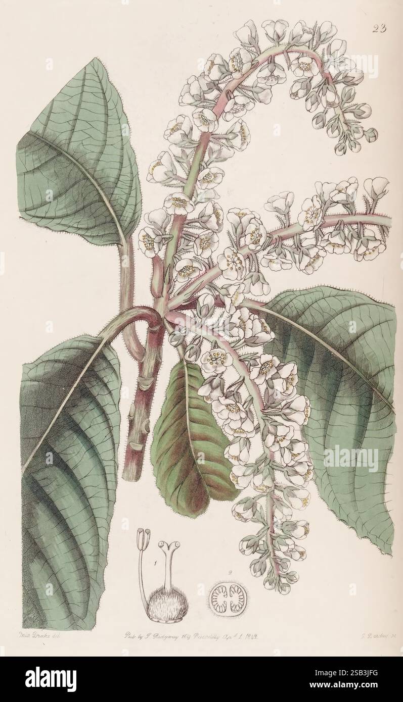 Edwards's Botanical Register, Londres, James Ridgway, 1829-1847, 1829, XIXe siècle, botanique, gravure sur cuivre, Angleterre, médias graphiques, grande-Bretagne, couleur à la main, icones, périodiques, œuvres picturales, introduction végétale, plantes ornementales, Sarah Ann Drake, 2 ans, femmes en science, illustration représentant une étude botanique de la plante à fleurs connue sous le nom de 'Rheum palmatum'. L'œuvre d'art détaillée met en valeur les feuilles larges et palmées distinctes de la plante, caractérisées par une venation notable. Au centre, un amas de fleurs blanches délicates fleurit, disposées le long d'une tige mince, avec des structurus de pétales complexes Banque D'Images