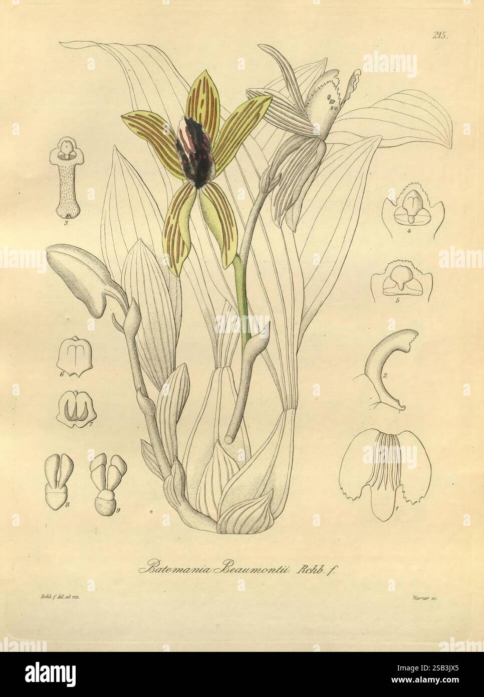 Xenia orchidacea, Leipzig, F. A. Brockhaus, 1858-1900., cette illustration botanique présente une représentation détaillée de l'orchidée Batemania beaumontii. L'accent central met en valeur les pétales et les feuilles complexes, soulignant leurs formes et textures uniques. Autour de la fleur principale se trouvent diverses études de parties florales, y compris le labellum et l'anthère, chacune méticuleusement dessinée pour illustrer leurs caractéristiques. Les lignes délicates et les nuances subtiles soulignent l'élégance de l'orchidée, tandis que les croquis qui l'accompagnent donnent un aperçu de ses détails anatomiques, mettant en valeur le dessous du spectateur Banque D'Images
