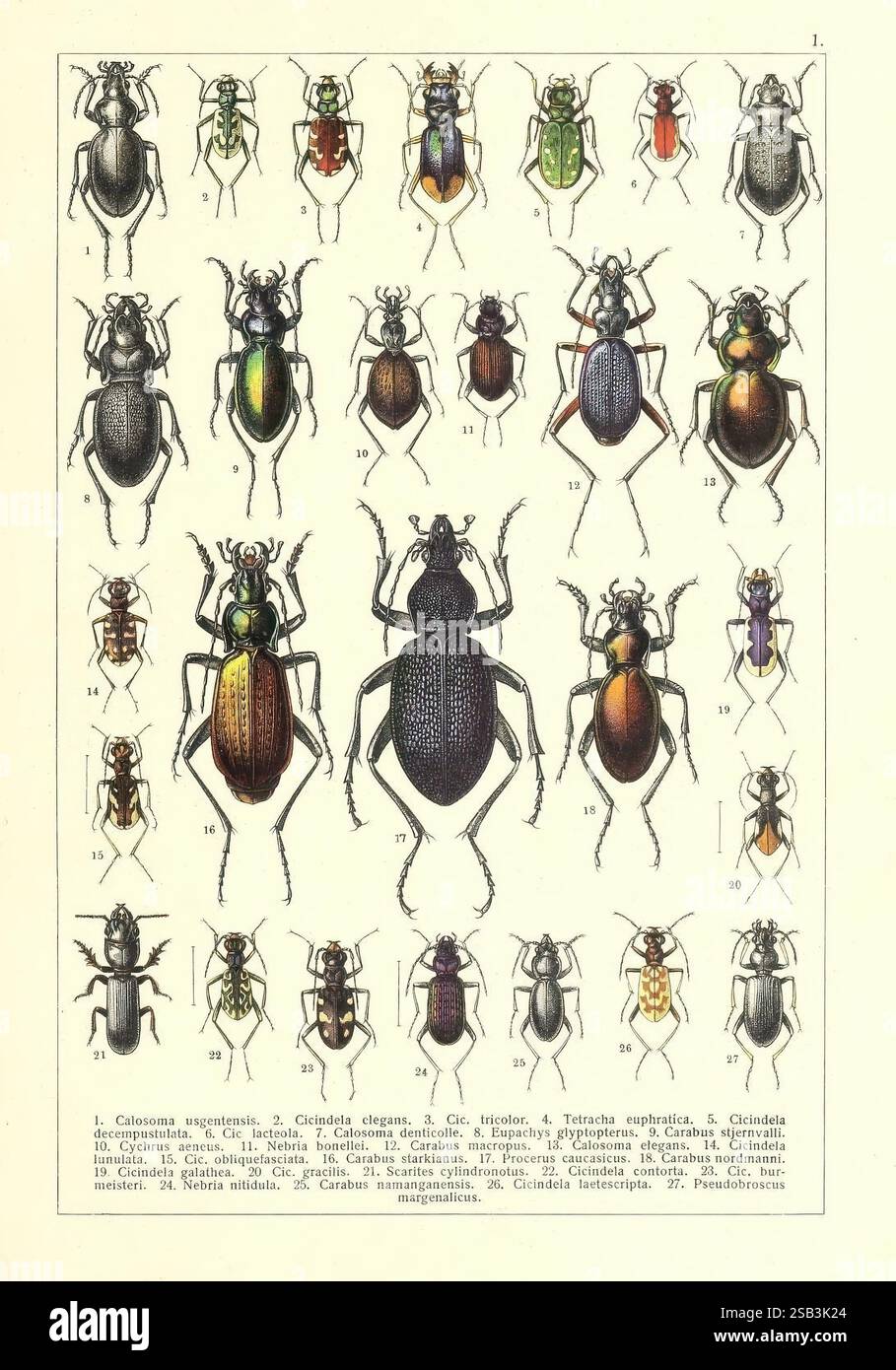 Zhuki rossii i zapadnoĭ Evropy, S.-Peterburg, Devrien, 1905-1915, coléoptères, Europe, Union soviétique, Carabidae, Cicindelidae, Une collection de diverses espèces de coléoptères, présentant un éventail varié de formes, de tailles et de couleurs. Chaque spécimen est numéroté et affiché avec des détails complexes, mettant en valeur leurs caractéristiques physiques uniques telles que les exosquelettes brillants, les motifs distincts et les structures corporelles variables. L'arrangement comprend une combinaison d'espèces communes et moins connues, illustrant la diversité remarquable de la famille des coléoptères. Sous les spécimens, il y a une étiquette Wit Banque D'Images