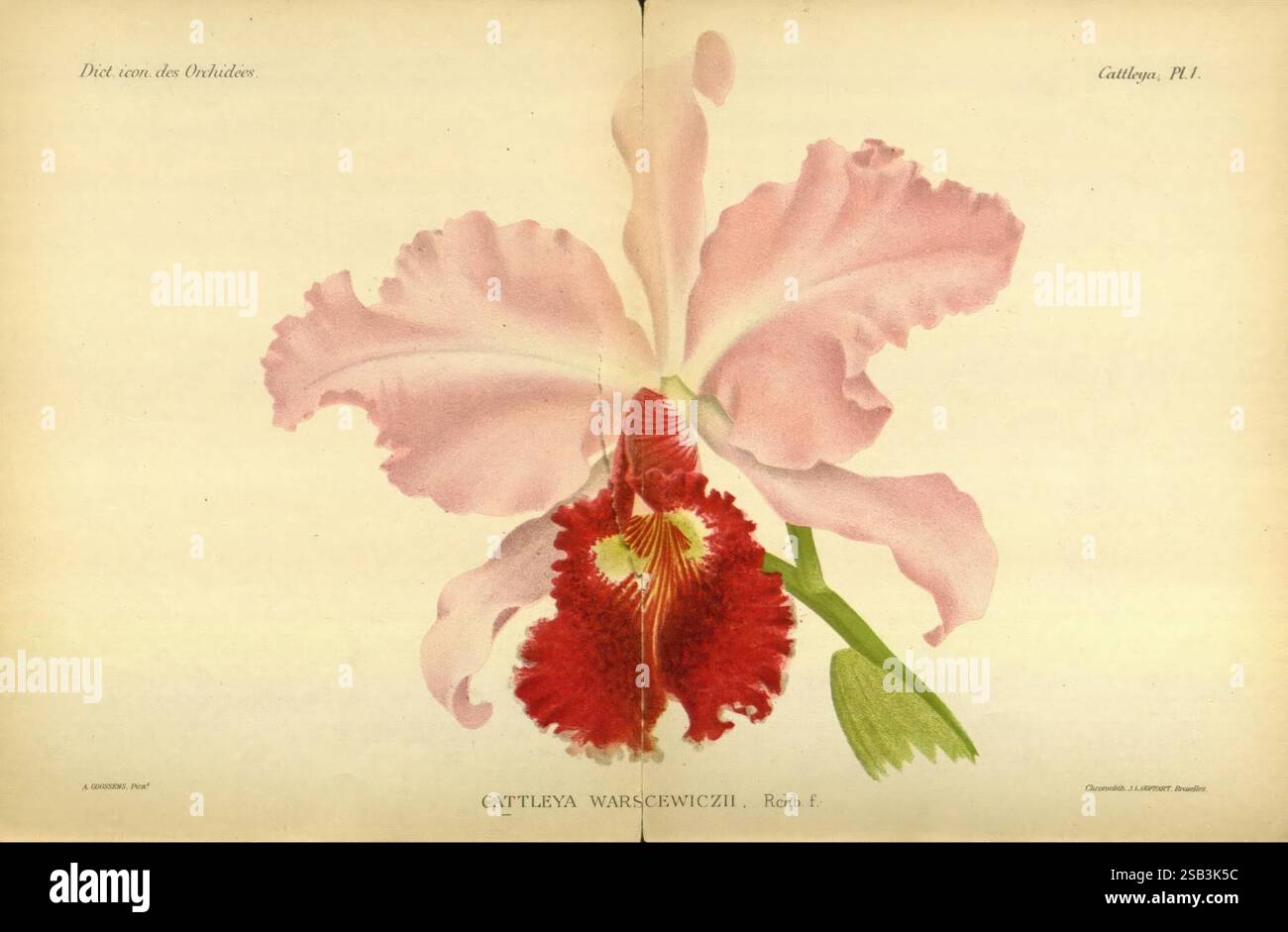 Dictionnaire iconographique des orchidees, 1896-1907, orchidaceae, botanique, œuvres picturales,, cette illustration représente une orchidée exquise, en particulier le Cattleya Warscewiczii. La fleur présente de grands pétales élégants dans des teintes roses douces, gracieusement courbées vers l'extérieur. En son centre, une structure rouge et blanche saisissante ajoute un contraste spectaculaire, attirant le regard. Les détails complexes des pétales mettent en valeur des veines délicates et un ombrage subtil, améliorant la beauté globale de la fleur. Les feuilles environnantes font allusion à l'habitat naturel de la plante, contribuant à la richesse et à l'app de la composition florale Banque D'Images