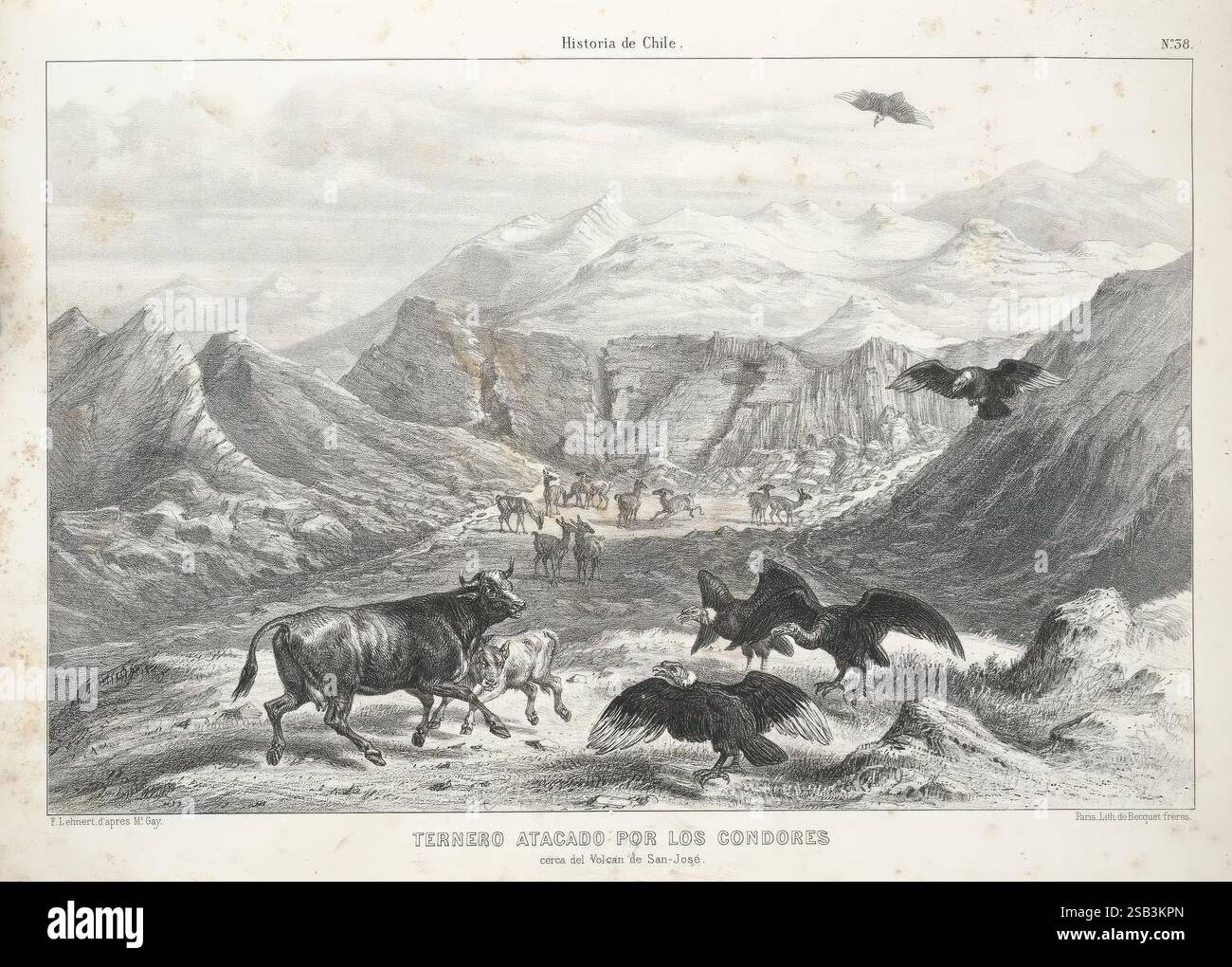 Historia, Fisica, y, Politica, de, Chile, Segun, Documentos, Adquiridos, fr, esta, Republica, durante, Doce, Anos, de, Residencia, en, Ella, y, Publicada, bajo, los, Auspicios, del, Supremo, Gobierno, Paris, Chile, fr, el, Museo, de, Historia, naturel, de, Santiago, en, Casa, del, Autor 1844-71, Chili, plantes, histoire, naturel, histoire, Agriculture, Zoologie, sources, politique, et, Gouvernement, la scène montre un paysage dramatique avec un groupe de montagnes escarpées en arrière-plan, avec une vallée en dessous. Au premier plan, un troupeau de bovins pèle paisiblement, apparemment ignorant le loomi Banque D'Images
