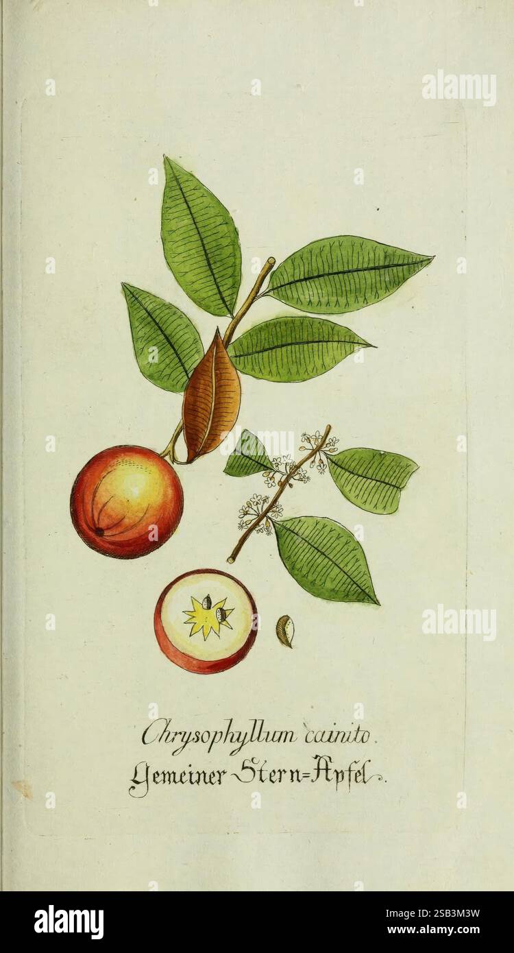 Plantarum indigenarum et exoticarum icones ad vivum coloratae, oder, Sammlung nach der Natur gemalter Abbildungen inn- und ausländlischer Pflanzen, für Liebhaber und Beflissene der Botanik, plantes, rapide, botanique, œuvres picturales, Chrysophyllum cainito, Une illustration botanique représentant une branche du Chrysophyllum cainito, communément appelée pomme étoilée, mettant en valeur ses feuilles vertes brillantes. Sous les feuilles, il y a un fruit mûr avec une peau lisse et brun rougeâtre. Le fruit est partiellement coupé en deux, révélant un intérieur en forme d'étoile avec une chair blanche crémeuse et un motif étoilé distinctif. Minuscule w Banque D'Images