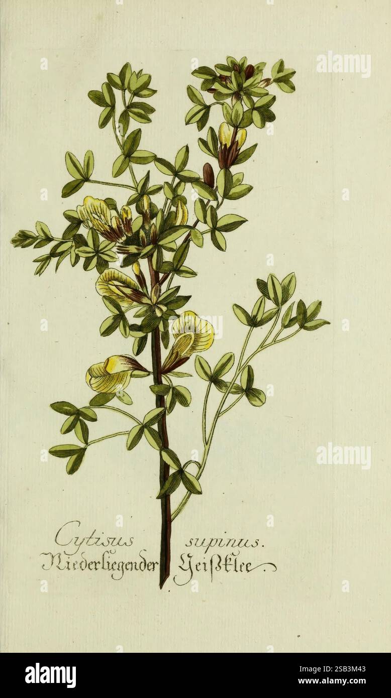 Plantarum indigenarum et exoticarum icones ad vivum coloratae, oder, Sammlung nach der Natur gemalter Abbildungen inn- und ausländlischer Pflanzen, für Liebhaber und Beflissene der Botanik, plantes, rapide, botanique, œuvres picturales, Cytisus supinus, Cytisus hirsutus, une illustration de la plante Cytisus supinus, communément appelée furze jaune ou balai nain. L'œuvre met en valeur les tiges délicates et minces de la plante ornées de petites feuilles vertes et de fleurs jaune vif. Les feuilles sont disposées alternativement le long des tiges, tandis que les fleurs sont bien en évidence, représentant leur distinct Banque D'Images
