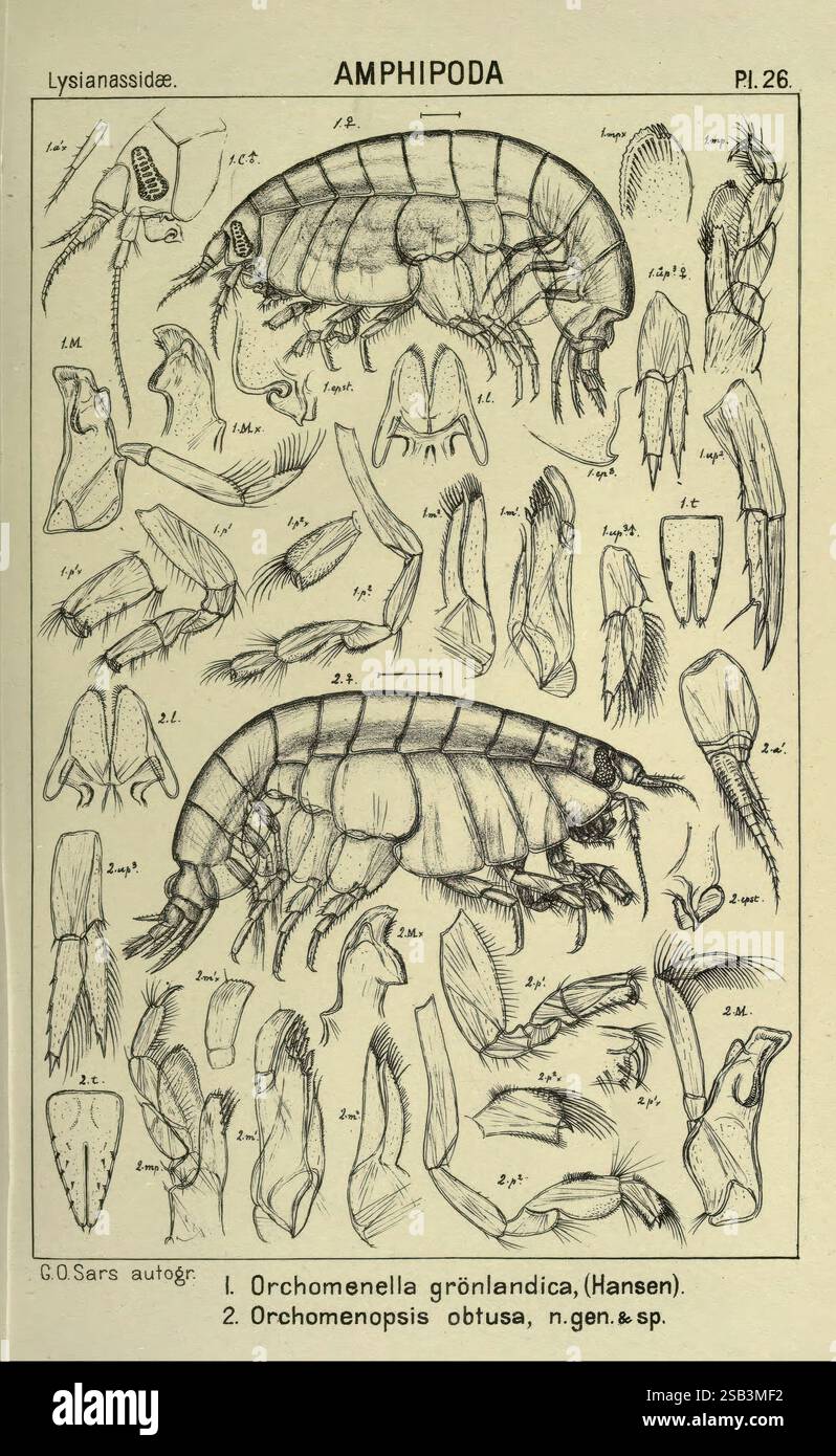 Un récit des crustacés de Norvège. v.1 Amphipoda (plaques) Christiania ...