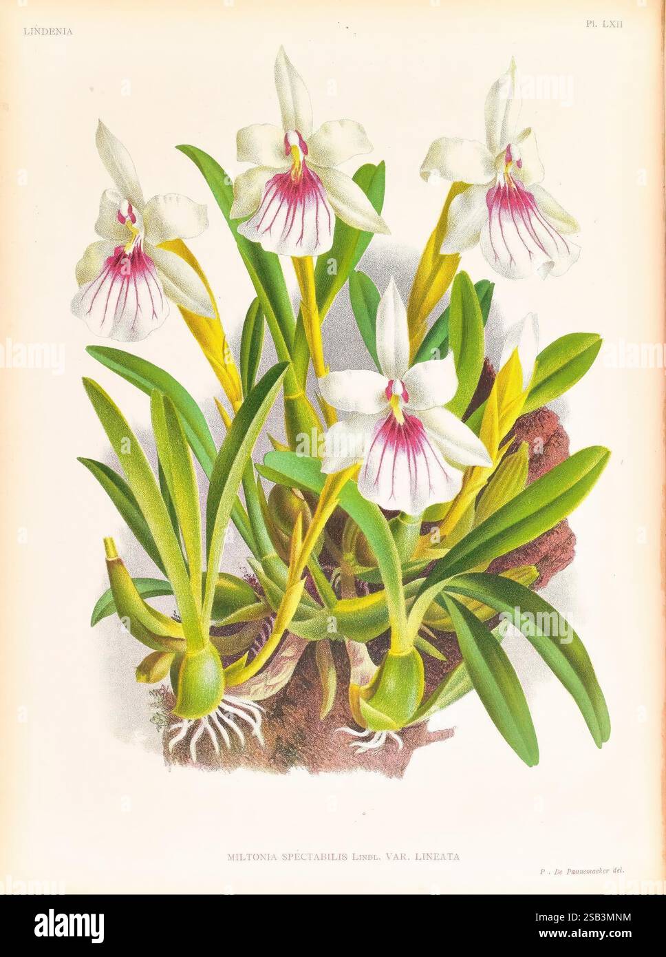 Lindenia, Gand [Belgique], Impr. F. Meyer-van Loo, 1885-1906, classification, guides, nomenclature, nomenclature, populaire, Orchidaceae, orchidées, œuvres picturales, terminologie, l'illustration présente un groupe d'orchidées élégantes, en particulier la Miltonia Spectabilis var. Lineata. Chaque fleur présente des pétales blancs saisissants avec de délicates marques violettes près du centre, créant un contraste captivant. Les feuilles vertes luxuriantes sont disposées gracieusement autour de la base, améliorant la beauté globale de la composition. La représentation détaillée met en évidence les textures complexes de th Banque D'Images