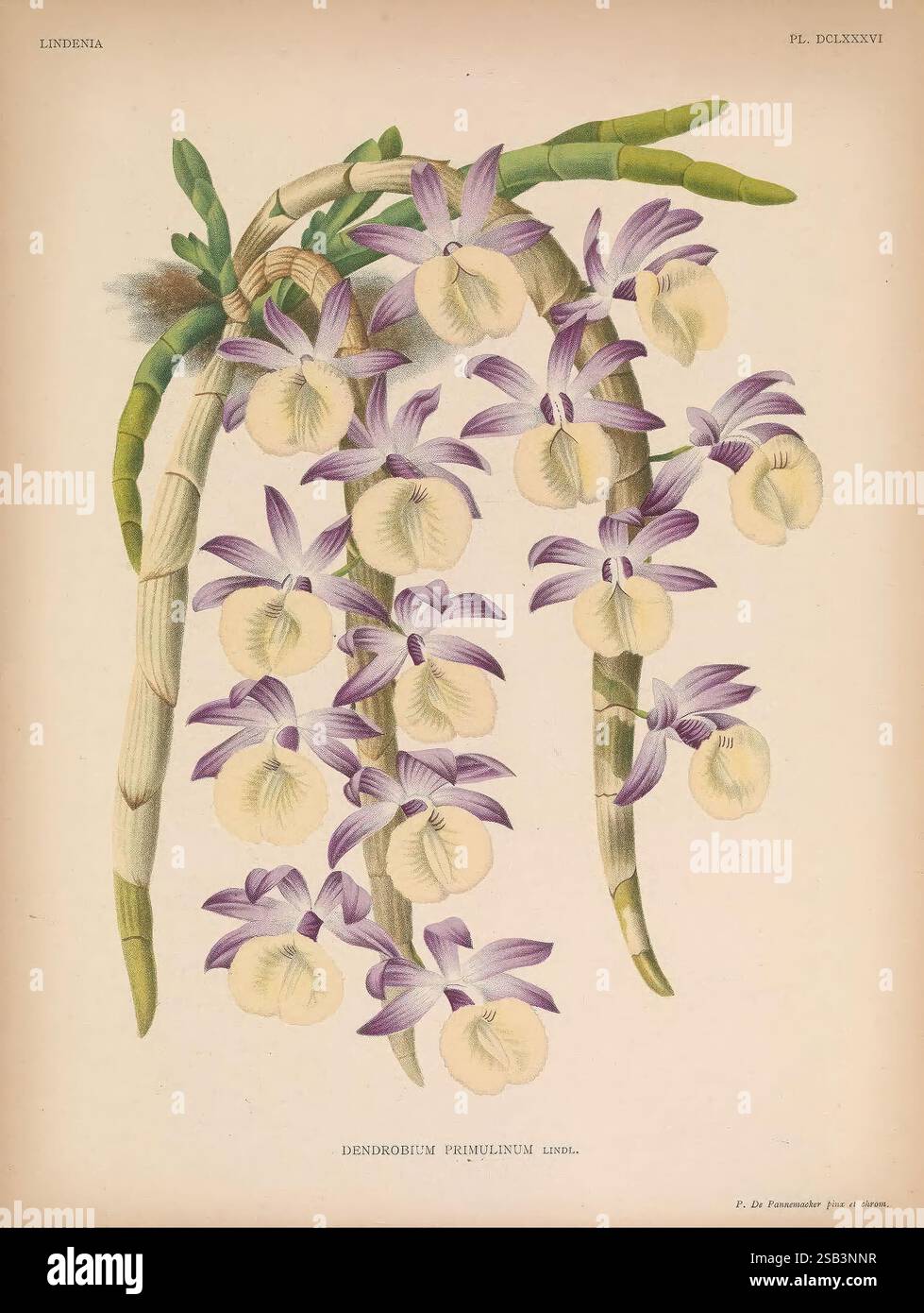 Lindenia, Gand [Belgique], Impr. F. Meyer-van Loo, 1885-1906, classification, guides, nomenclature, nomenclature populaire, Orchidaceae, orchidées, œuvres picturales, terminologie, fleurs, tiges, feuilles, Une illustration botanique mettant en valeur l'orchidée Dendrobium primulinum. L'œuvre détaille magnifiquement la structure délicate des fleurs, avec des pétales blancs crémeux avec des nuances violettes subtiles sur leurs bords. L'agencement comprend de multiples fleurs en cascade à partir de tiges vertes minces, capturant les motifs complexes et les textures des pétales. Chaque fleur est rendue avec pré Banque D'Images