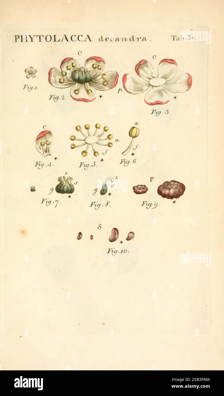 Illustratio, systematis, sexualis, Linnaeani, Francofurti, ad, Moenum, Varrentrapp, et, Wenner, 1789. plantes, classification, linné, TheNewYorkBotanicalGarden, œuvres picturales, Carlvon, phytolacca americana, Une illustration botanique présentant diverses parties de la plante Phytolacca decandra, communément appelée pokeweed. L'illustration comprend des figures étiquetées détaillant différents aspects de la morphologie de la plante, tels que les fleurs, les feuilles et les fruits. Chaque figure étiquetée est organisée méthodiquement, mettant en évidence des caractéristiques structurelles et des classifications spécifiques, contribuant à la compréhension de Banque D'Images