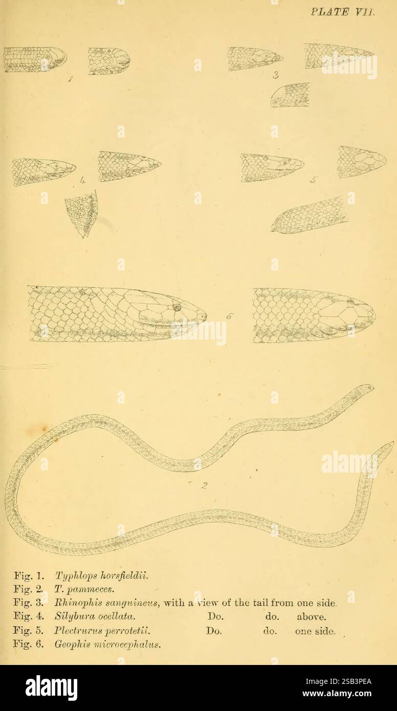 Serpents indiens, Madras, Higginbotham, 1874, Chine, Inde, serpents, Asie du Sud, Typhlops, Typhlops pammeces, Rhinophis sanguineus, Uropeltis ocellatus, Plectrurus perrotetii, Xylophis perroteti, taxonomie : suborde R= Serpentes, Journée mondiale du serpent, Une série d'illustrations détaillées représentant diverses espèces de serpents, mettant en valeur leurs caractéristiques physiques uniques. La section supérieure comprend des diagrammes étiquetés de différents types de serpents, y compris leurs échelles et structures corporelles, fournissant une référence pour distinguer les caractéristiques. Chaque figure est annotée avec des noms scientifiques et des descriptions, highl Banque D'Images