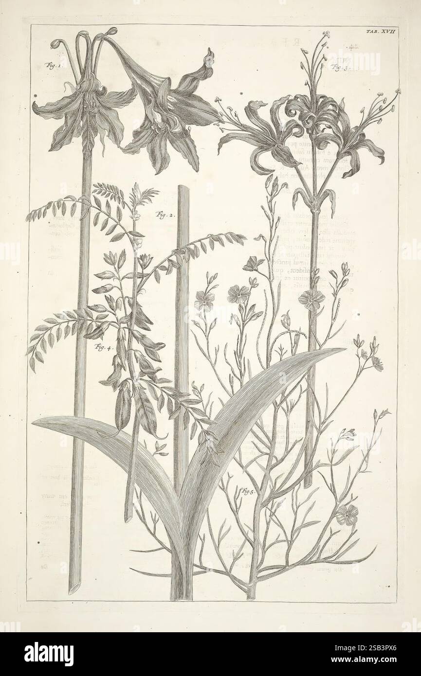 Locupletissimi rerum naturalium thesauri justata descriptio, et iconibus artificiosissimis expressio, per universam physices historiam, Amstelaedami, apud Janssonio-Waesbergios & J. Wetstenium & Gul. Smith, 1734-65. Histoire naturelle, œuvres pré-linnéennes, l'illustration présente une collection de spécimens botaniques minutieusement détaillés. Deux types de plantes à fleurs, caractérisés par leurs fleurs élégantes et leurs formes distinctives, sont bien en évidence affichés. L'espèce la plus haute présente des pétales allongés courbés gracieusement, tandis que l'autre présente un arrangement floral plus complexe. À côté d'eux Banque D'Images