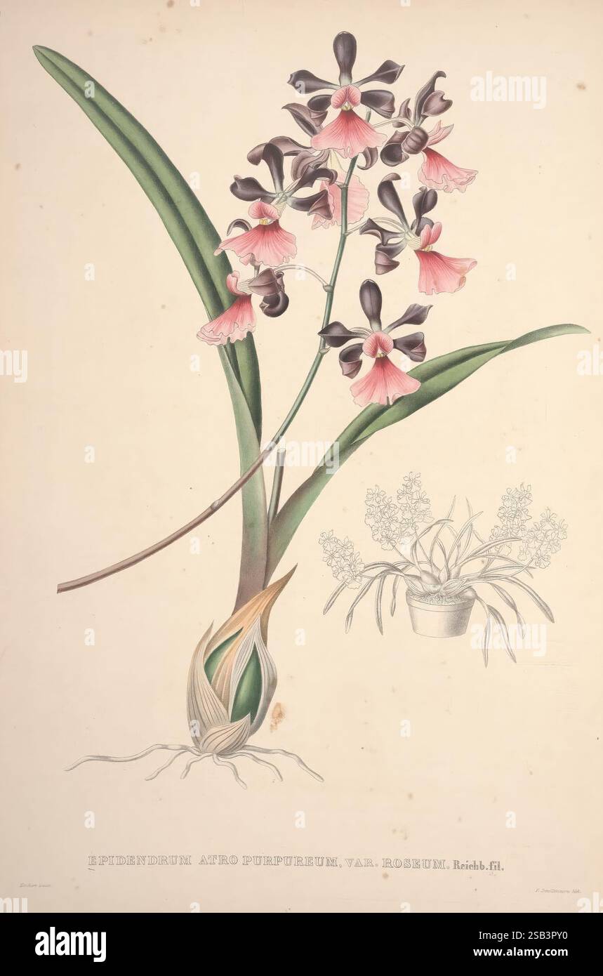 Pescatorea, Bruxelles, M. Hayez, 1860, orchidacées, cette illustration présente les superbes Epidendrum et Pseudepidendrum, mettant en vedette un délicat affichage de fleurs d'orchidées avec des pétales roses doux et une pointe de blanc au centre. L'arrangement floral est complété par des feuilles vertes luxuriantes émergeant d'une base proéminente. Dans le coin inférieur, un dessin plus petit représente la plante dans un pot, fournissant une référence pour sa culture. Les détails méticuleux soulignent la structure gracieuse des fleurs et le système racinaire complexe, soulignant la beauté et la complexité de ces orchidées vibrantes. Banque D'Images