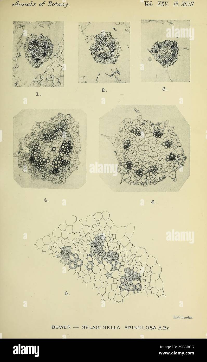 Annales de botanique Londres botanique périodiques plantes, l'illustration présente une série d'études détaillées des cellules végétales, en se concentrant spécifiquement sur les structures observées chez Selaginella spinulosa. Le diagramme se compose de six images distinctes, étiquetées numériquement. Les cinq premières images présentent des vues agrandies de la composition cellulaire de la plante, mettant en évidence l'agencement et les caractéristiques uniques des cellules. Chaque figure fournit un aperçu de la morphologie spécifique et des structures internes, telles que les chloroplastes, les parois cellulaires et les espaces intercellulaires. La sixième image offre une vue composite Banque D'Images