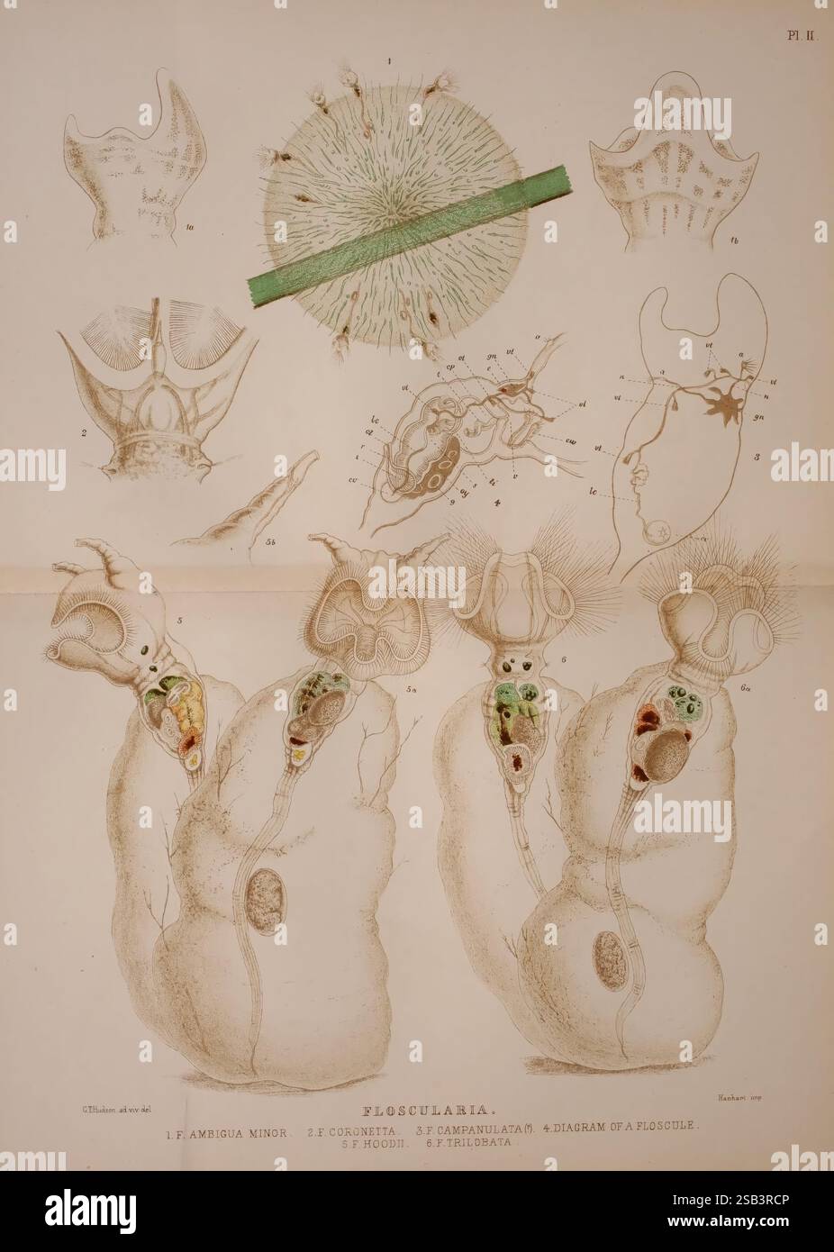 The Rotifera London, Longmans, Green, 1889, rotifera, microscopique, animaux de roue, floscularia, l'illustration présente une étude anatomique détaillée du système nerveux central, mettant en évidence diverses structures et connexions au sein du cerveau et de la moelle épinière. Les caractéristiques mises en évidence comprennent les hémisphères cérébraux, le cervelet et divers nerfs crâniens, avec des annotations identifiant des parties spécifiques telles que la médulla oblongata et le pons. D'autres diagrammes étiquetés représentent des vues en coupe transversale, fournissant un aperçu de l'organisation interne des voies neuronales. L'utilisation de la couleur distingue di Banque D'Images