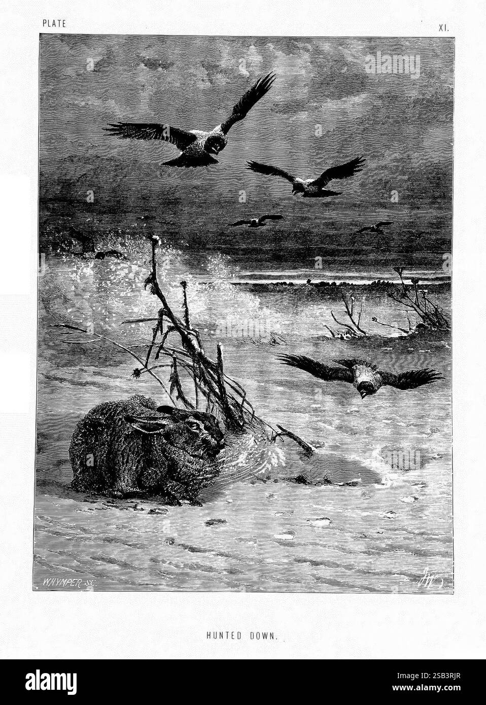 La vie et les habitudes des animaux sauvages, Londres, A. Macmillan, 1874, oiseaux, comportement comportement animal, Une scène dramatique se déroule alors que plusieurs aigles s'élèvent à travers un ciel tumultueux au-dessus d'une mer orageuse. Ci-dessous, les restes d'une créature autrefois vibrante se trouvent parmi les rochers déchiquetés et les vagues précipitées, illustrant les dures réalités de la nature. Les aigles, aux ailes déployées, semblent être à la poursuite, incarnant la lutte pour la survie dans la nature. Des nuages sombres se dessinent au-dessus du ciel, ajoutant un sentiment d'appréhension à l'environnement, tandis que les vagues éclaboussures créent un contraste dynamique contre l'immobilité de la créature Banque D'Images