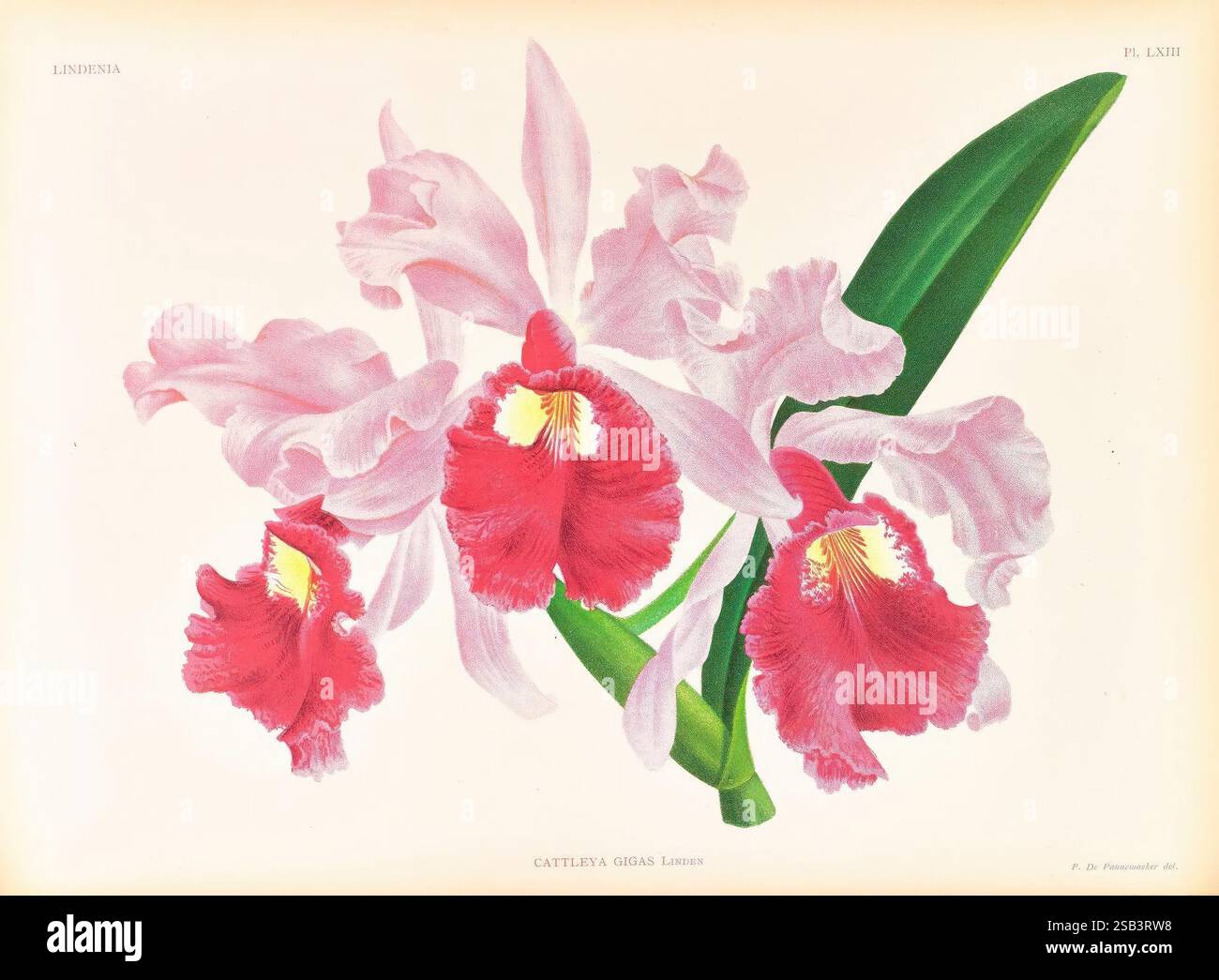Lindenia, Gand [Belgique], Impr. F. Meyer-van Loo, 1885-1906, classification, guides, nomenclature, nomenclature, populaire, Orchidaceae, orchidées, œuvres picturales, terminologie, cette illustration met en valeur un magnifique arrangement d'orchidées Cattleya, avec des pétales roses et rouges vibrants qui contrastent magnifiquement avec les feuilles vertes luxuriantes. Les fleurs sont élégamment détaillées, soulignant les textures complexes et les formes délicates de chaque pétale. La composition globale dégage un sens de la beauté naturelle et de la grâce, soulignant les caractéristiques uniques de cette exquise fleur sp Banque D'Images