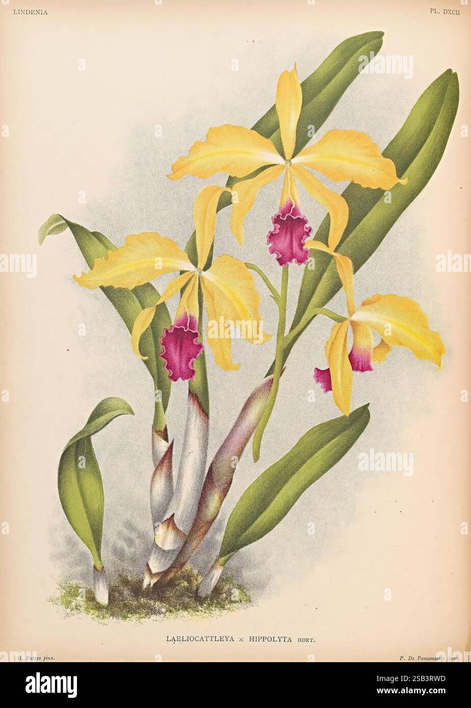 Lindenia, Gand [Belgique], Impr. F. Meyer-van Loo, 1885-1906, classification, guides, nomenclature, nomenclature populaire, Orchidaceae, orchidées, œuvres picturales, terminologie, Une illustration étonnante de l'orchidée Laeliocattleya x Hippolyta, mettant en valeur ses pétales jaunes vibrants ornés d'accents roses profonds saisissants au centre. Les feuilles délicates et allongées offrent une toile de fond verte luxuriante, améliorant l'attrait visuel des fleurs. L'œuvre capture les détails complexes de la structure et de la texture de la fleur, mettant en évidence les courbes gracieuses des pétales et des elega Banque D'Images