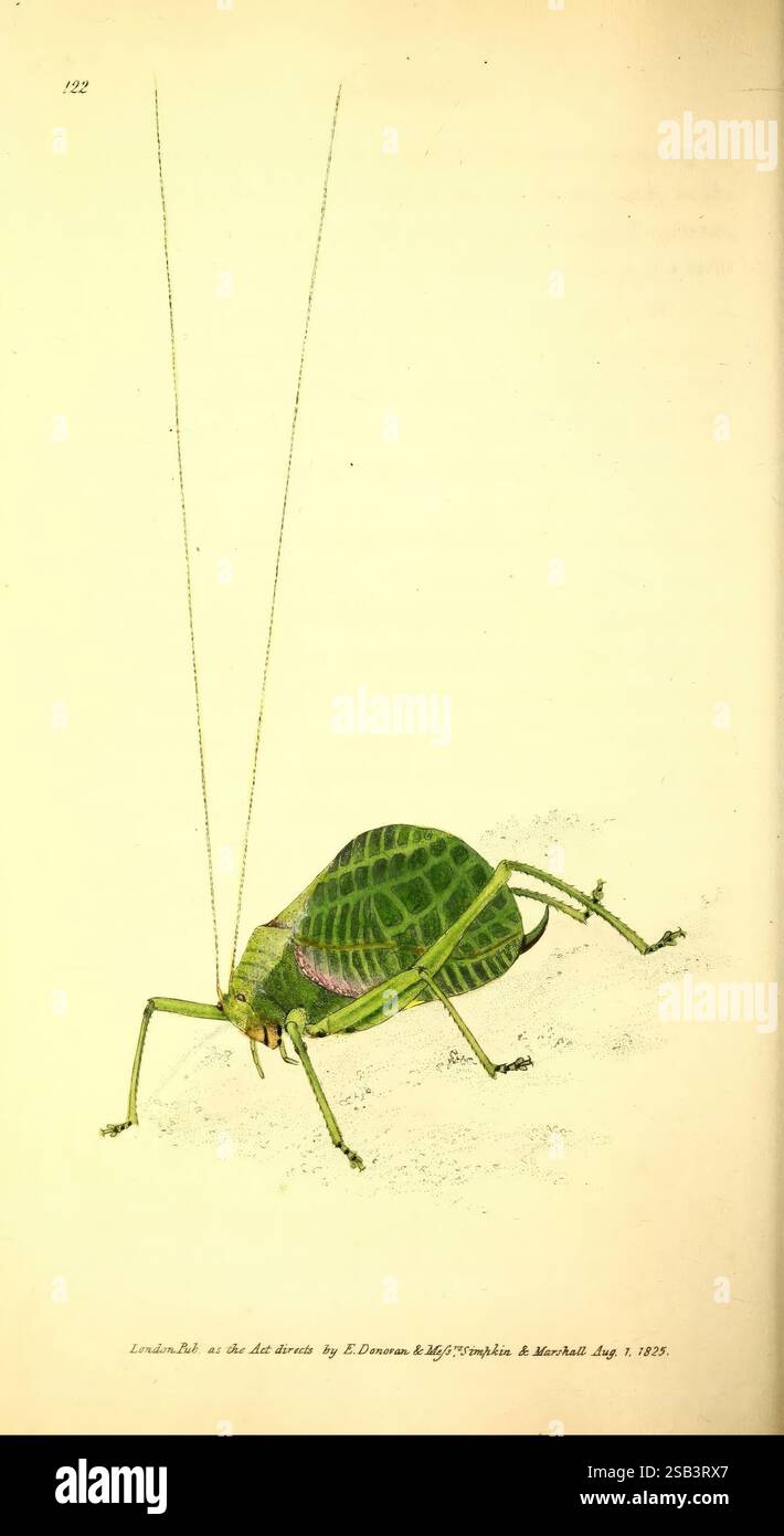 The Naturalist's repository, ou Monthly miscellany of Exotic Natural history London, imprimé pour l'auteur et W. Simpkin et R. Marshall, 1823-1827. Histoire naturelle, périodiques, zoologie, insectes, Une grande sauterelle verte est représentée dans une illustration détaillée, mettant en valeur son corps allongé et ses ailes complexes. Les longues antennes du sauterelle s'étendent vers l'extérieur, soulignant son sens aigu de l'audition. La texture de son exosquelette est mise en valeur, révélant un éclat subtil qui contraste avec les nuances délicates sur son corps. Ses jambes sont robustes, suggérant force et agilité, permettent Banque D'Images