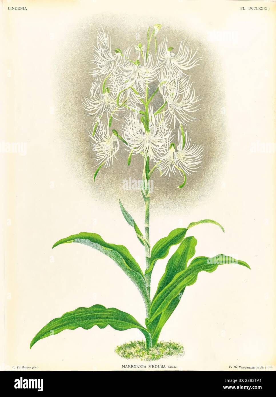 Lindenia, Gand [Belgique], Impr. F. Meyer-van Loo, 1885-1906, classification, guides, nomenclature, nomenclature populaire, Orchidaceae, orchidées, œuvres picturales, terminologie, Une représentation magnifiquement illustrée de la Habenaria medusa, caractérisée par ses fleurs blanches délicates et volantes qui présentent une ressemblance frappante avec les tentacules coulants. Cette orchidée se tient élégamment sur une tige verte, soutenue par de larges feuilles luxuriantes à la base. La représentation détaillée capture la structure complexe de chaque fleur, soulignant ses caractéristiques uniques et l'aspect gracieux général Banque D'Images