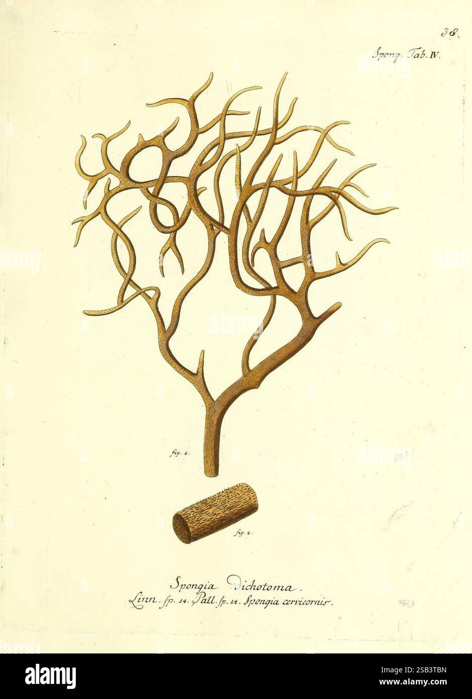 Die Pflanzenthiere in Abbildungen nach der Natur, Nürnberg, in der Raspischen Buchhandlung, 1791-1830, Cnidaria, Ctenophora, Une illustration botanique montrant une représentation détaillée de Spongia dichotoma, également connu comme un type d'éponge de mer. L'œuvre présente la structure subtilement ramifiée de l'éponge, avec ses nombreuses extensions minces et fourchues ressemblant à un réseau complexe de corail. Une pièce cylindrique, probablement une coupe transversale ou un fragment de l'éponge, est montrée en bas, fournissant un contexte à son habitat naturel. L'illustration est complétée par des notations scientifiques et des étiquettes, fr Banque D'Images