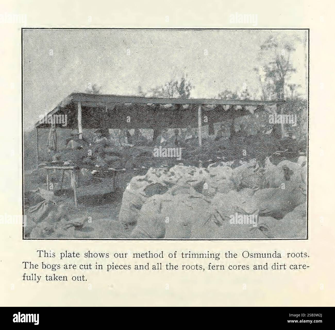 Orchidée, pourrie, et, azalée, tourbe, feuille, moisissure, vivant, sphaigne, mousse, pour orchidées, en balles, sphaigne, mousse, vert, agrégat, mousse, Walden, N. Y, C.W. Brownell & Co, Peat, New York State, catalogues, sphagnum, osmunda, pépinière, pépinière, shorticulture, Brownell CW Co, tourbe comme milieu de culture des plantes, Walden Orange County, histoires de jardin, en fleurs, la scène représente une zone de stockage où de nombreux sacs de racines d'Osmunada sont soigneusement empilés. Au premier plan, divers sacs sont disposés méthodiquement, mettant en valeur les résultats d'un processus de récolte méticuleux. Situé sous un grand abri, le quartier est designe Banque D'Images