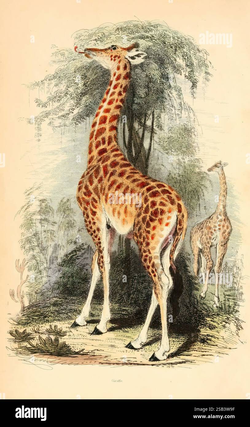 Le règne animal, arrangé après son organisation, Londres, W. S. Orr and Co, 1854, zoologie, girafe, mammifère, une grande girafe se dresse gracieusement parmi la végétation luxuriante, son long cou s'étendant vers le feuillage au-dessus. Le pelage à pois distinctif de l'animal présente un riche motif de taches orange et brunes, se mélangeant harmonieusement avec l'environnement environnant. Une deuxième girafe est visible en arrière-plan, partiellement obscurcie par des arbres, créant une scène sereine de ces créatures majestueuses dans leur habitat naturel. La courbe douce de leur cou et la posture tranquille soulignent leur elegan Banque D'Images