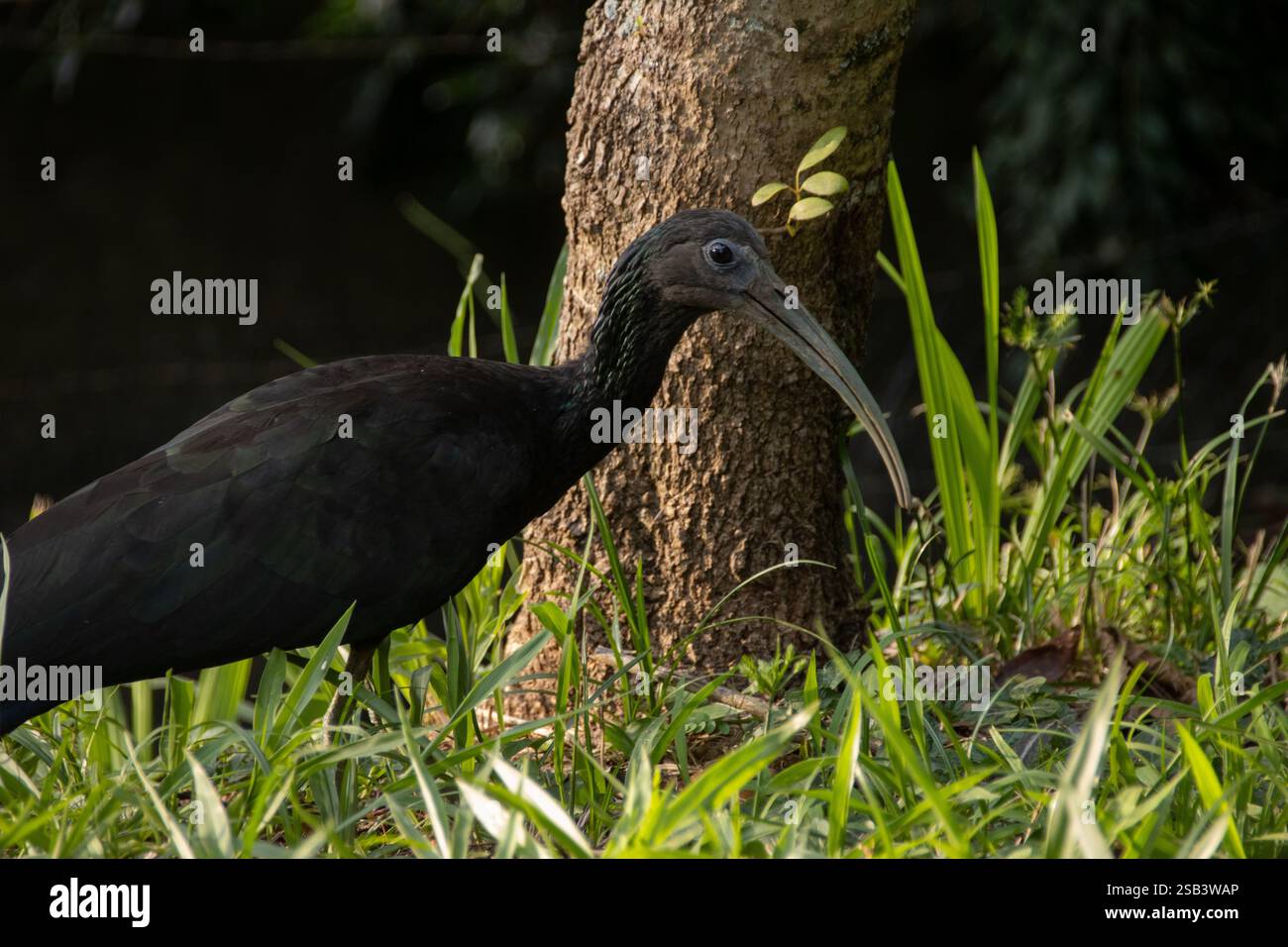 Ibis vert (Mesembrinibis cayennensis), également connu sous le nom de Cayenne Ibis, sur herbe haute. Banque D'Images