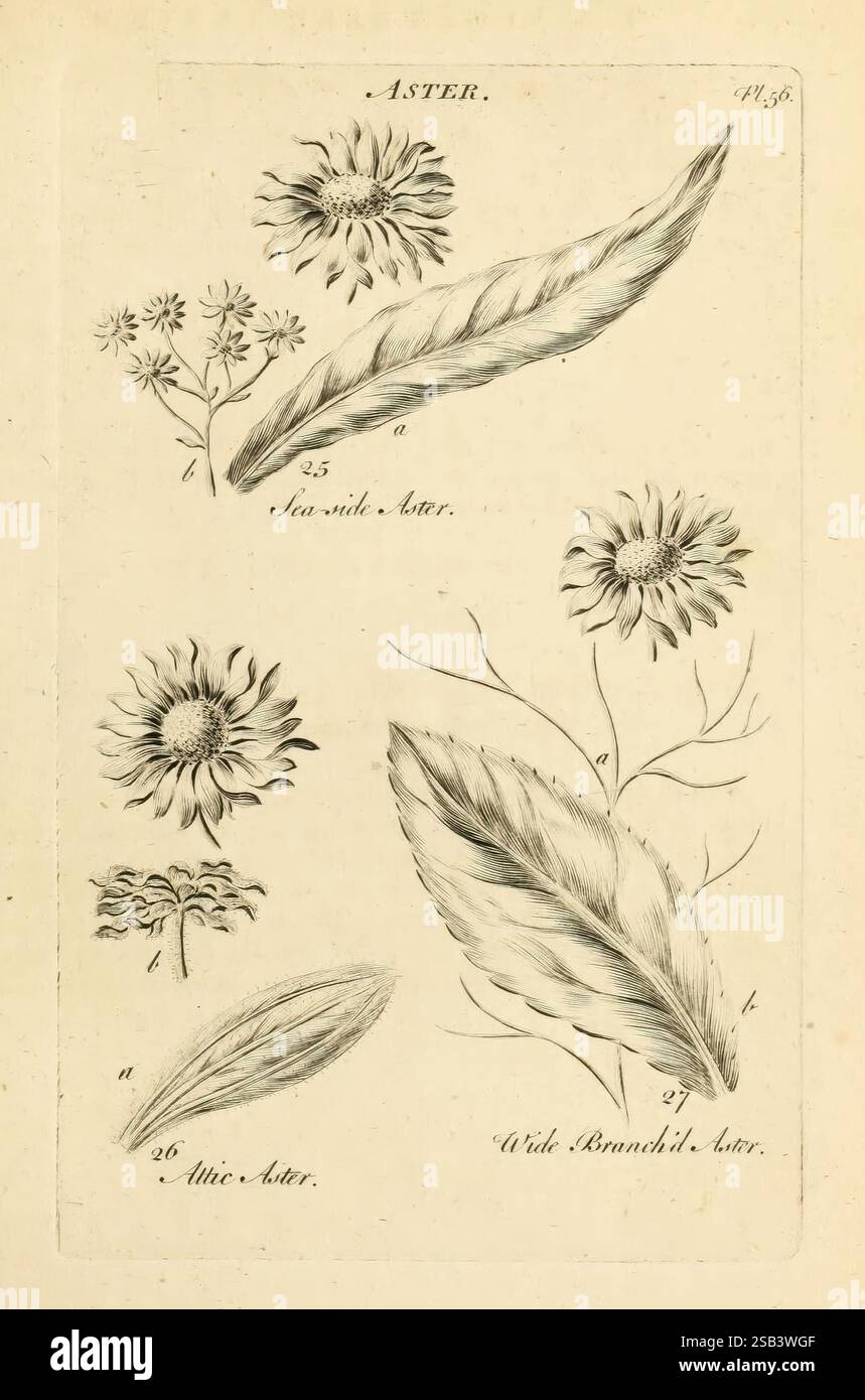 Le, légume, système, Londres, imprimé, à, le, aux frais, de, le, auteur et, vendu, par, R, Baldwin, 1759-1763, botanique, picturale, œuvres, l’illustration présente une collection de variétés de plantes aster, méticuleusement rendues avec des détails complexes. En haut à gauche, de petites fleurs blanches sont représentées, étiquetées « a », suggérant une surface délicate. Adjacente à cela, une fleur plus grande présente un disque central entouré de pétales allongés, étiqueté 'b.' à droite, une fleur proéminente ressemblant à un coup de soleil est identifiée comme 'c.' sous ces représentations florales, deux feuilles distinctes sont illustrées: Banque D'Images
