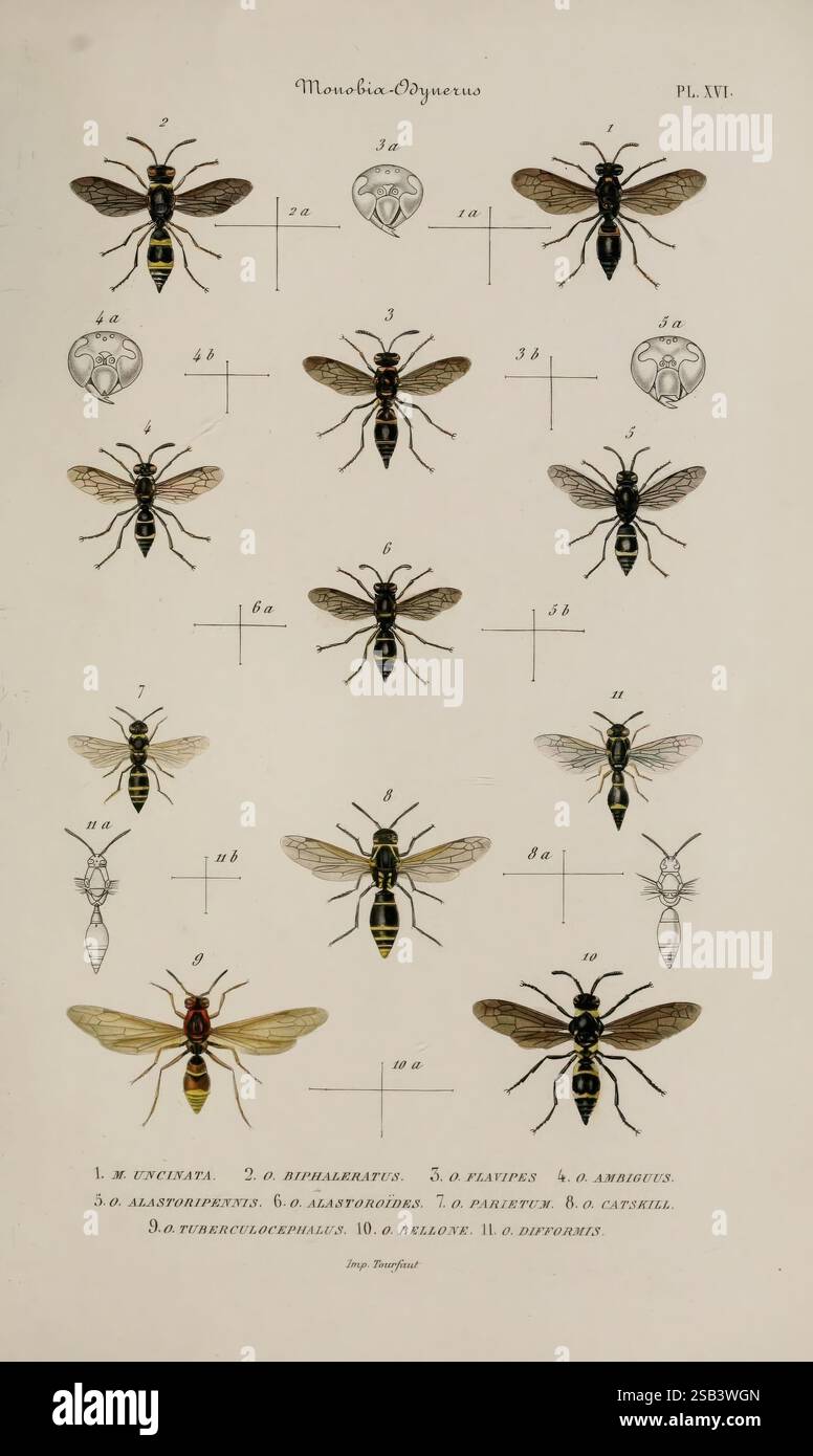 Études sur la famille des vespides, Paris, V. Masson, 1852-1858, Eumenes, frelons, guêpes polliniques, Vespidae, guêpes, l'illustration présente une taxonomie détaillée de diverses espèces de guêpes, disposées en grille. Chaque échantillon est étiqueté avec un numéro d'identification correspondant, de 1 à 10. Les insectes présentent une gamme de caractéristiques anatomiques, y compris des motifs d'ailes distinctifs, des formes de corps et une coloration. Les noms des espèces sont écrits dans une écriture complexe sous chaque guêpe, fournissant un contexte scientifique. Cette représentation éducative illustre la diversité au sein de la fam guêpe Banque D'Images