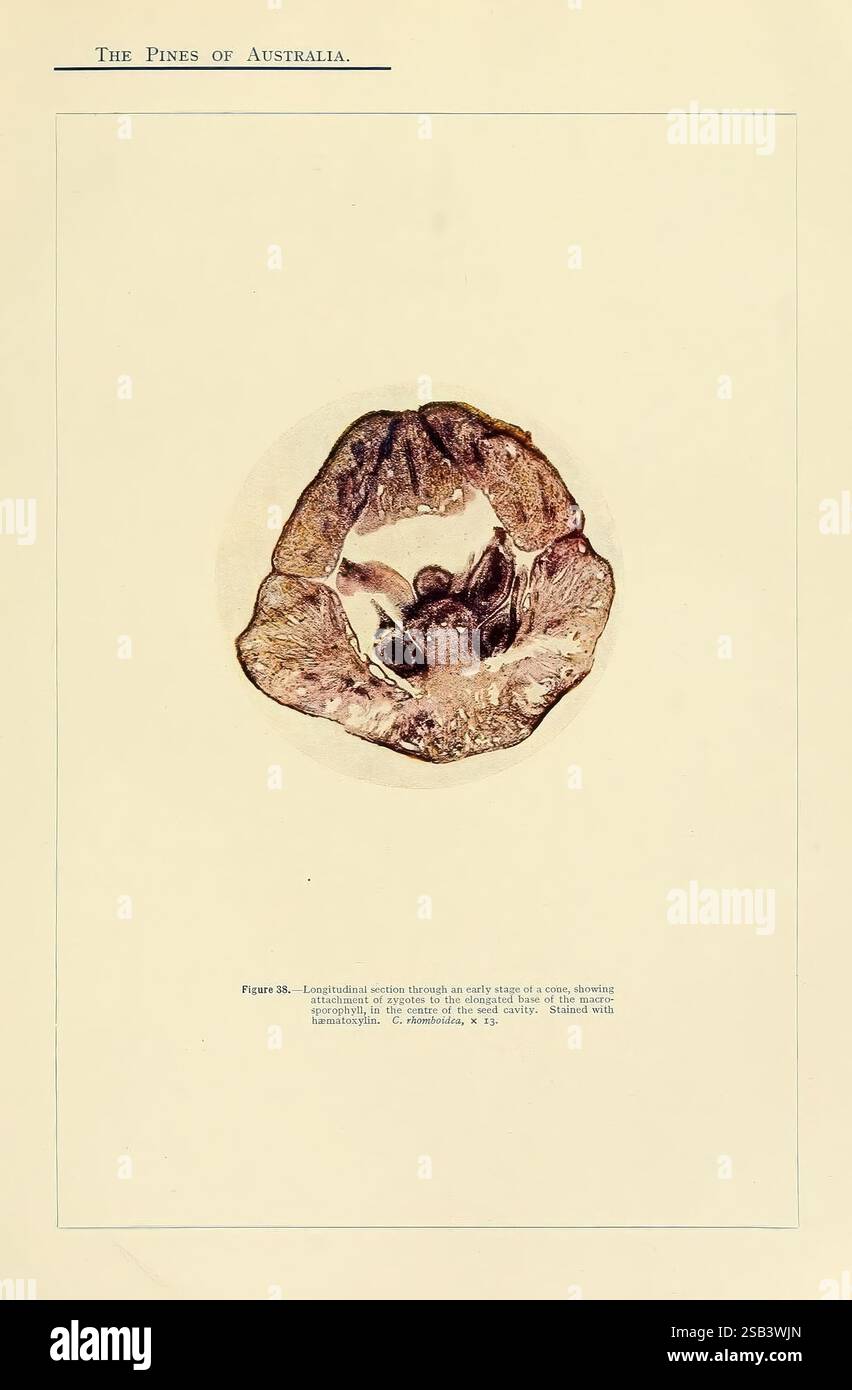 Une recherche sur les pins d'Australie, Sydney, W.A. Gullick, imprimeur du gouvernement, 1910. Australie, Pinaceae, cette illustration montre une coupe transversale d'un pin, fournissant une vue complexe de sa structure interne. La représentation détaillée met en évidence les anneaux de croissance, qui indiquent l'âge de l'arbre et les schémas de croissance saisonniers. La couche de cambium et le xylème sont visibles, illustrant les composants vitaux pour le transport des nutriments et l'absorption de l'eau. L'illustration est accompagnée d'une légende faisant référence à sa source, « The Pines of Australia », suggérant un contexte scientifique centré sur l'étude Banque D'Images