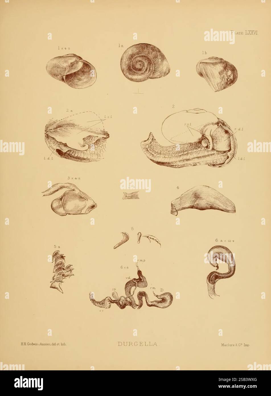Terre, eau douce, Mollusca, Inde, Londres, Taylor et Francis, 1882-, Asie, Inde, mollusques, coquilles, Une collection d'illustrations détaillées représentant diverses formes de coquilles et structures anatomiques d'une espèce spécifique, étiquetées pour référence. La section supérieure présente une série de coques, y compris des formes spirales et bivalves, mettant en valeur leurs conceptions complexes. En dessous, des rendus détaillés de divers composants anatomiques mettent en évidence les caractéristiques internes et la morphologie, y compris les voies et les structures conjonctives. Chaque illustration est méticuleusement étiquetée avec les numéros correspondants et le Banque D'Images