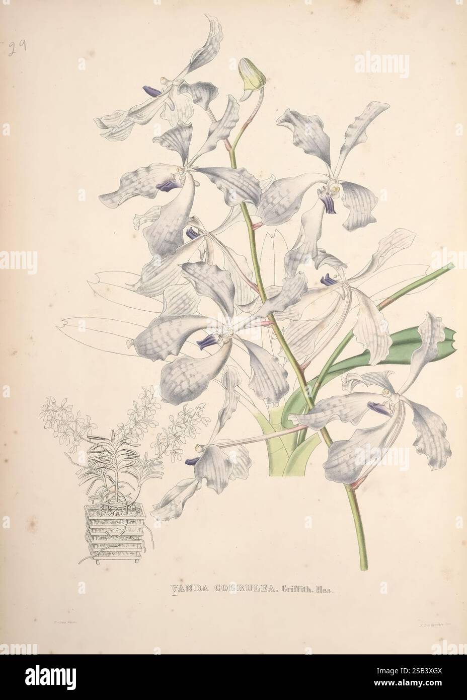 Pescatorea, Bruxelles, M. Hayez, 1860, Orchidaceae, une représentation délicate de l'orchidée Vanda Cochinchinensis, mettant en valeur ses pétales complexes et ses détails vibrants. L'illustration florale présente de multiples fleurs, caractérisées par leurs formes uniques et leurs variations de couleurs subtiles. Sous l'arrangement floral primaire, un plus petit groupe d'orchidées est illustré, avec une représentation en pot, soulignant la croissance de la plante et la beauté naturelle. Le souci du détail souligne la texture des pétales et l'élégance des tiges, capturant l'essence de cette espèce exquise. Banque D'Images