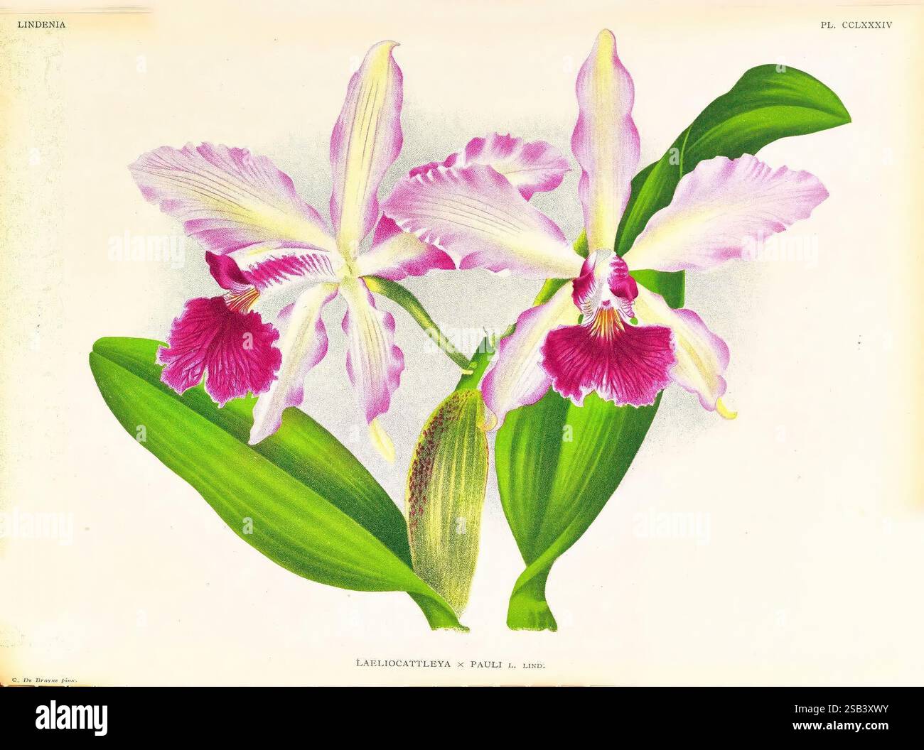 Lindenia, Gand [Belgique], Impr. F. Meyer-van Loo, 1885-1906, classification, guides, nomenclature, nomenclature populaire, Orchidaceae, orchidées, œuvres picturales, terminologie, l'œuvre présente une représentation vibrante de deux orchidées exotiques, avec des pétales délicats dans différentes nuances de rose et de blanc. Chaque fleur est minutieusement détaillée, mettant en évidence les motifs et les textures uniques des pétales, en particulier avec des accents magenta profond au centre. Des feuilles vertes luxuriantes s'étendent vers l'extérieur, encadrant magnifiquement les fleurs et rehaussant leur élégance. Capture de composition globale Banque D'Images