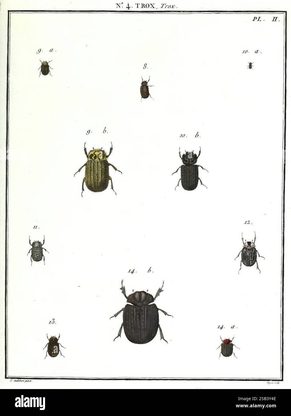 Entomologie ou histoire naturelle des insectes, Paris, Imp. Baudouin, 1789-1807. Insectes, coléoptères, français., cette illustration présente une variété d'espèces de coléoptères, méticuleusement disposées pour l'étude et l'identification. Chaque coléoptère est étiqueté avec un numéro correspondant à sa classification, mettant en évidence la diversité dans leurs formes, tailles et motifs. Le plus grand spécimen est placé en évidence au centre, affichant des caractéristiques distinctives telles qu'un exosquelette brillant et des marques détaillées. Autour de lui sont de plus petits coléoptères, présentant une gamme de couleurs et de textures, avec certains avec PROM Banque D'Images
