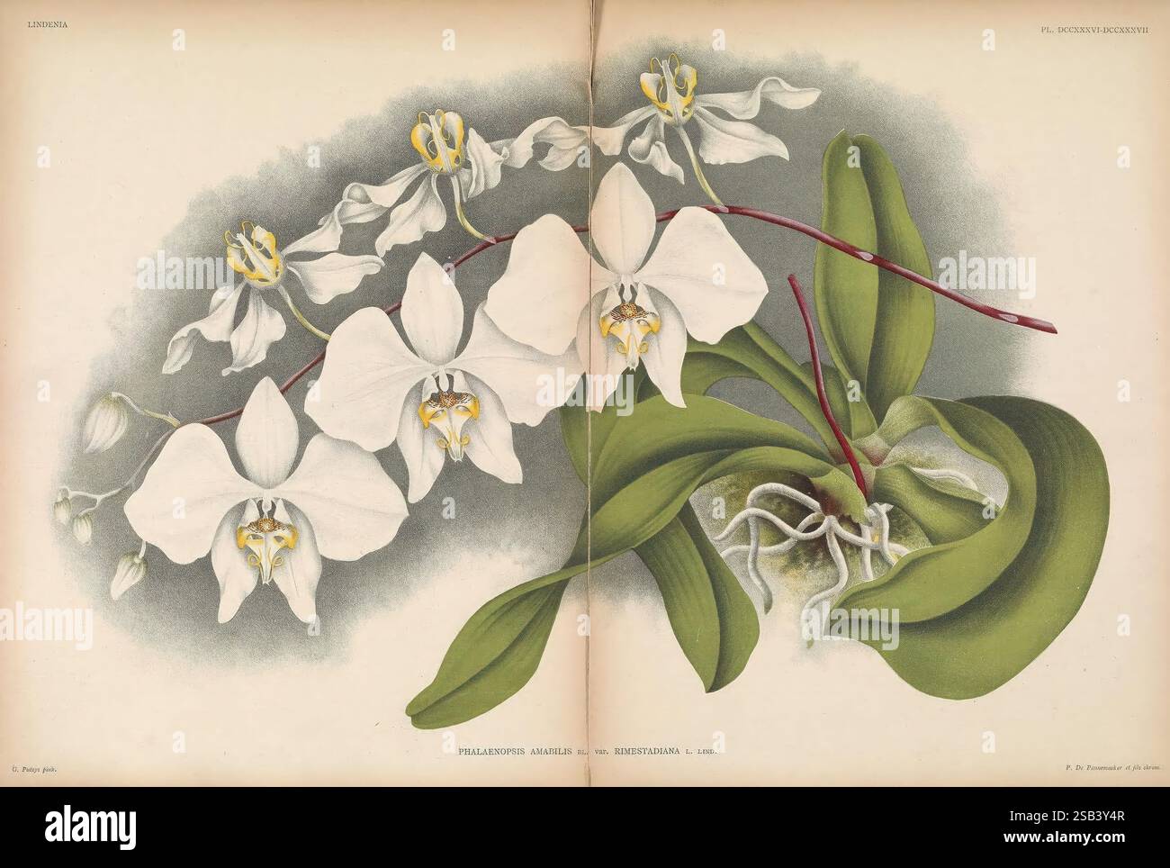 Lindenia Gand [Belgique] impr. F. Meyer-van Loo, 1885-1906. Guides de classification identification nomenclature nomenclature populaire Orchidaceae orchidées œuvres picturales terminologie fleurs tiges feuilles, cette illustration botanique met en valeur le Phalaenopsis amabilis, communément appelé orchidée de lune. L'œuvre présente un arrangement délicat d'orchidées en fleurs, caractérisé par leurs pétales blancs frappants et leurs intérieurs jaunes vibrants. La représentation détaillée met en évidence la structure complexe de chaque fleur, mettant en valeur les tiges longues et larges et les feuilles vertes luxuriantes qui bercent les fleurs Banque D'Images