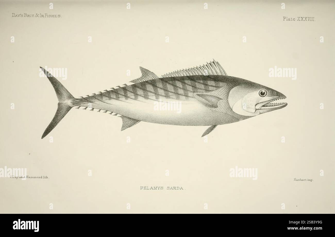 Les poissons de Grande-Bretagne et d'Irlande, Édimbourg, 1880-1884. Grande-Bretagne, poissons, œuvres picturales, une illustration d'un pelamis sarda, communément appelé maquereau atlantique. La représentation détaillée met en valeur le corps allongé et la forme profilée caractéristique de cette espèce. La structure de l'aileron est bien en évidence, ainsi que les bandes latérales distinctives et vives qui courent le long de ses côtés, soulignant sa forme dynamique. L'œuvre capture l'essence de ce poisson, fournissant aux spectateurs un aperçu de ses caractéristiques anatomiques, telles que les dents pointues et les nageoires pointues, whi Banque D'Images