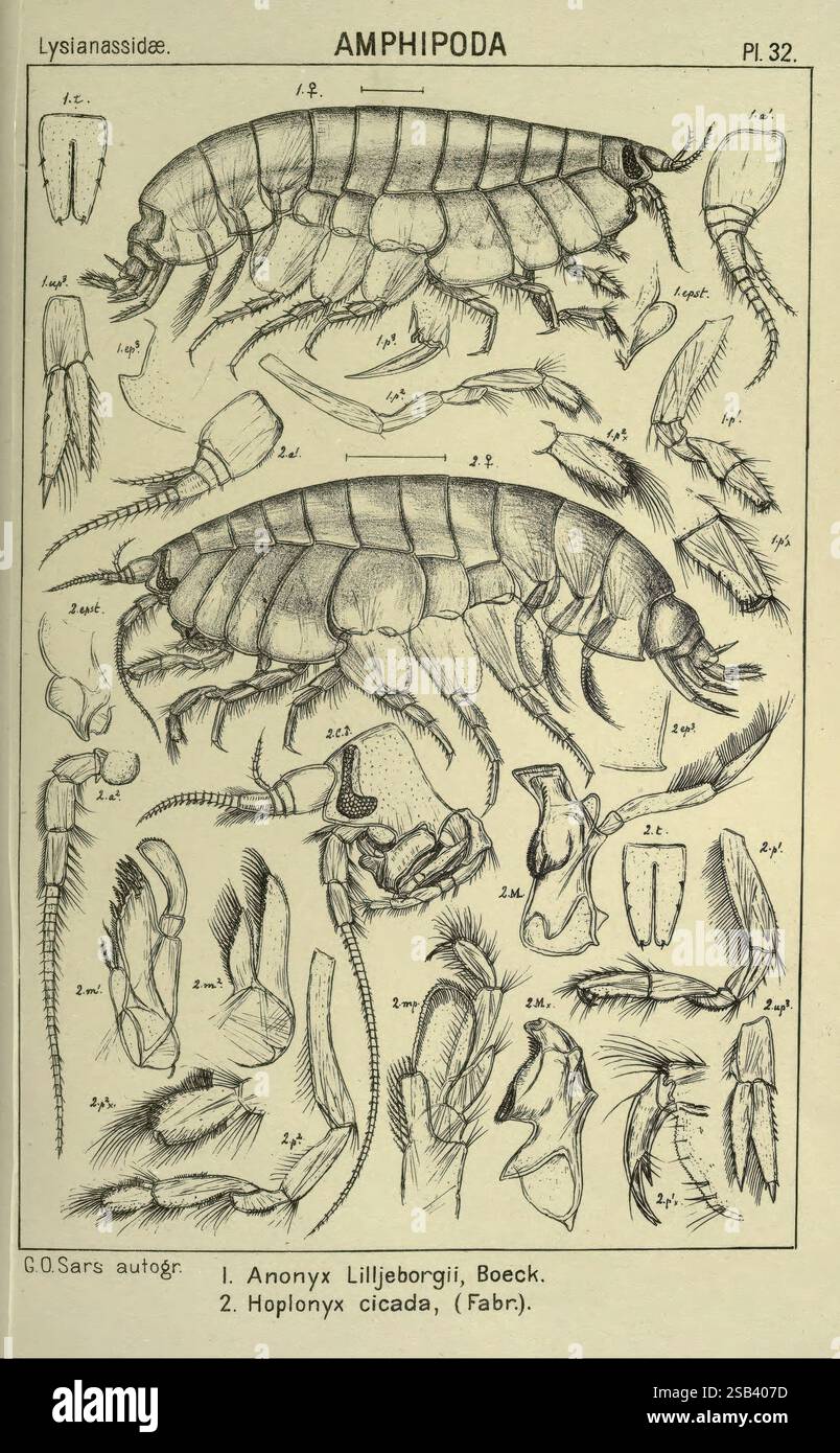 Un récit des crustacés de Norvège. v.1 Amphipoda (plaques) Christiania ...