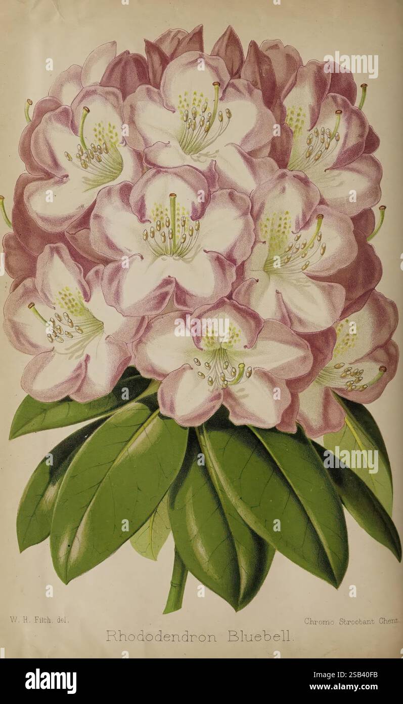 Le fleuriste et pomologiste, et jardinier de banlieue. Londres,1880, jardinage de fleurs, culture fruitière, jardinage, Grande-Bretagne, Periodicals., Un groupe vibrant de fleurs de Rhododendron Bluebell met en valeur leur beauté frappante. Les fleurs, ornées de délicats pétales blancs aux bords rose doux, sont disposées dans un bouquet luxuriant. Chaque fleur est minutieusement détaillée, révélant des étamines jaunes proéminentes en leur centre, entourées d'une toile de fond de riches feuilles vertes. Cette représentation souligne l'élégance de la nature, célébrant le charme des rhododendrons en pleine floraison. Banque D'Images