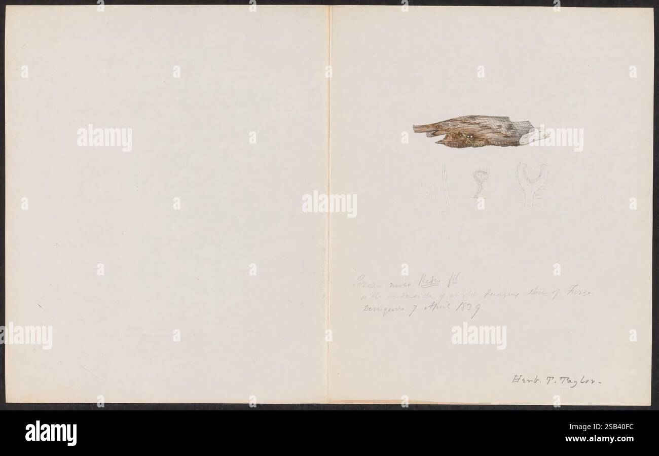 Dessins de champignons, pas avant 1839, champignons, œuvres picturales, la scène comporte un livre partiellement ouvert ou une page de journal. Sur le côté gauche, il y a une illustration délicate d'un morceau de bois flotté, montrant des détails complexes de sa texture et de sa forme. Adjacent au bois flotté se trouvent deux croquis subtils, éventuellement de flore, ajoutant au thème naturel. Le côté droit est en grande partie vierge mais comprend une note manuscrite en écriture cursive, qui semble documenter la date et le contexte des croquis, datés d'avril 1829. La signature en bas apparaît pour identifier l'artiste ou l'auteur des notes. Le ov Banque D'Images