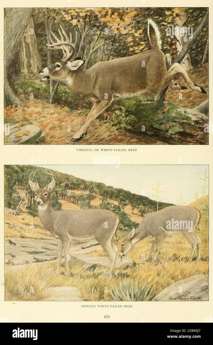 Animaux sauvages d'Amérique du Nord Washington, D.C. mammifères Amérique du Nord Odocoileus virginianus Edward William Nelson Louisa Agassiz Fuertes taxonomie : trinomial = Odocoileus virginianus couesi Coues cerf de Virginie cerf de Virginie Arizona cerf de Virginie, l'illustration présente deux scènes distinctes montrant des cerfs de différentes régions. La section supérieure représente un cerf de Virginie ou de Virginie à mi-saut, mettant en valeur son agilité et sa grâce sur fond de feuillage automnal. Ci-dessous, le cerf de Virginie de l'Arizona est représenté dans un cadre plus tranquille, où un cerf pèle Banque D'Images