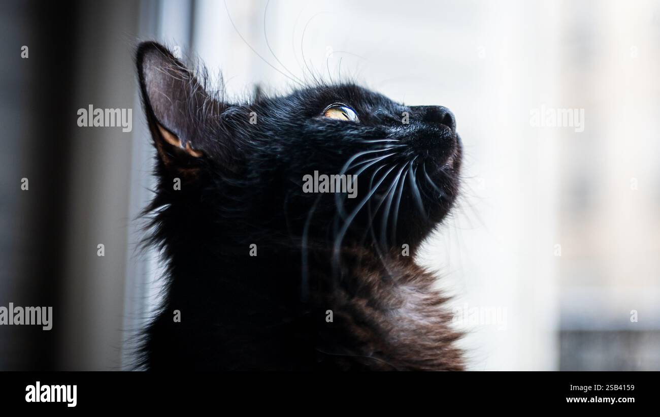 Chat noir domestique regardant curieusement vers le haut, photographie d'intérieur Banque D'Images